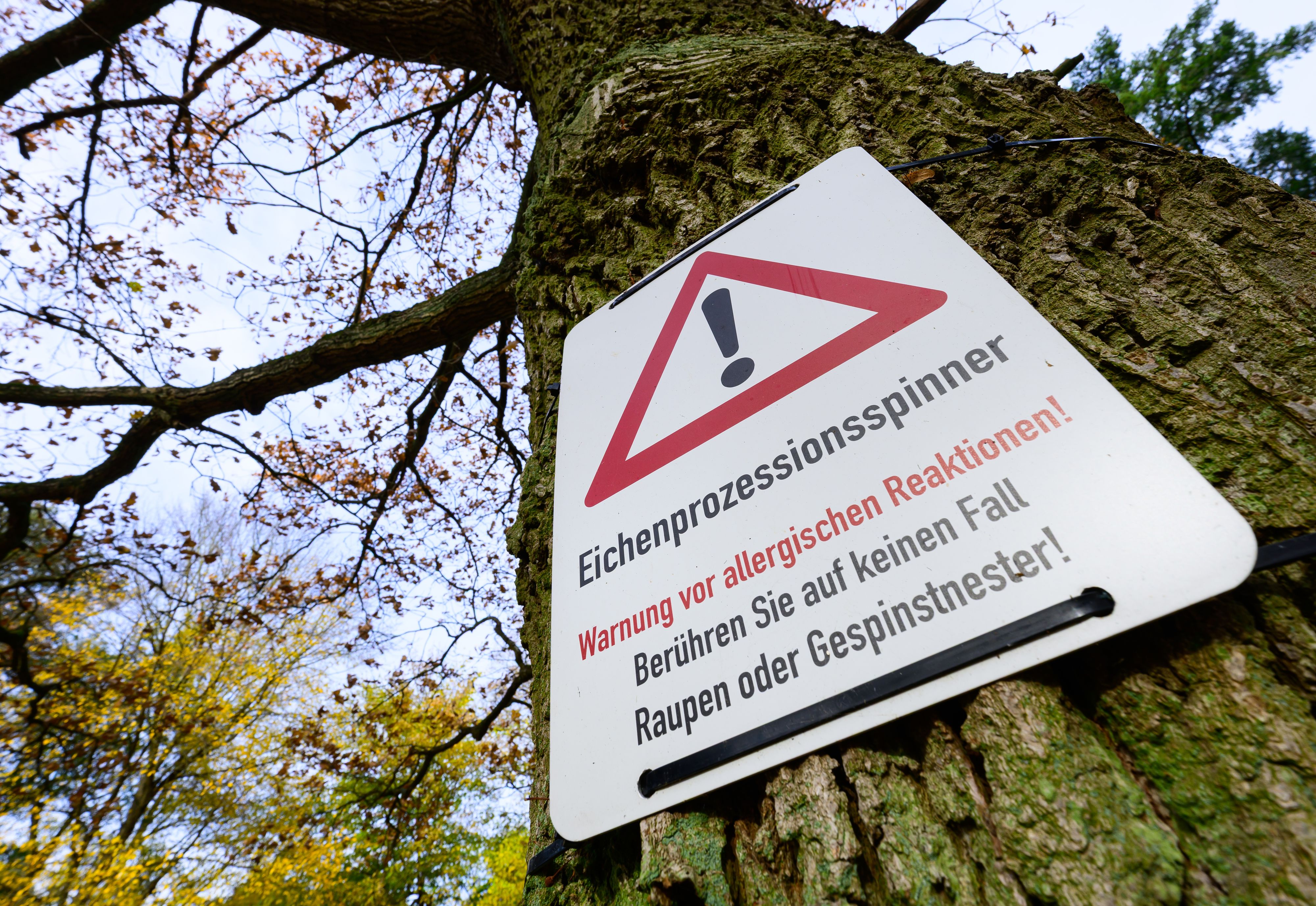 Eichenprozessionsspinner sind nur wenige Zentimeter lang, doch ihre Wirkung hat es in sich.