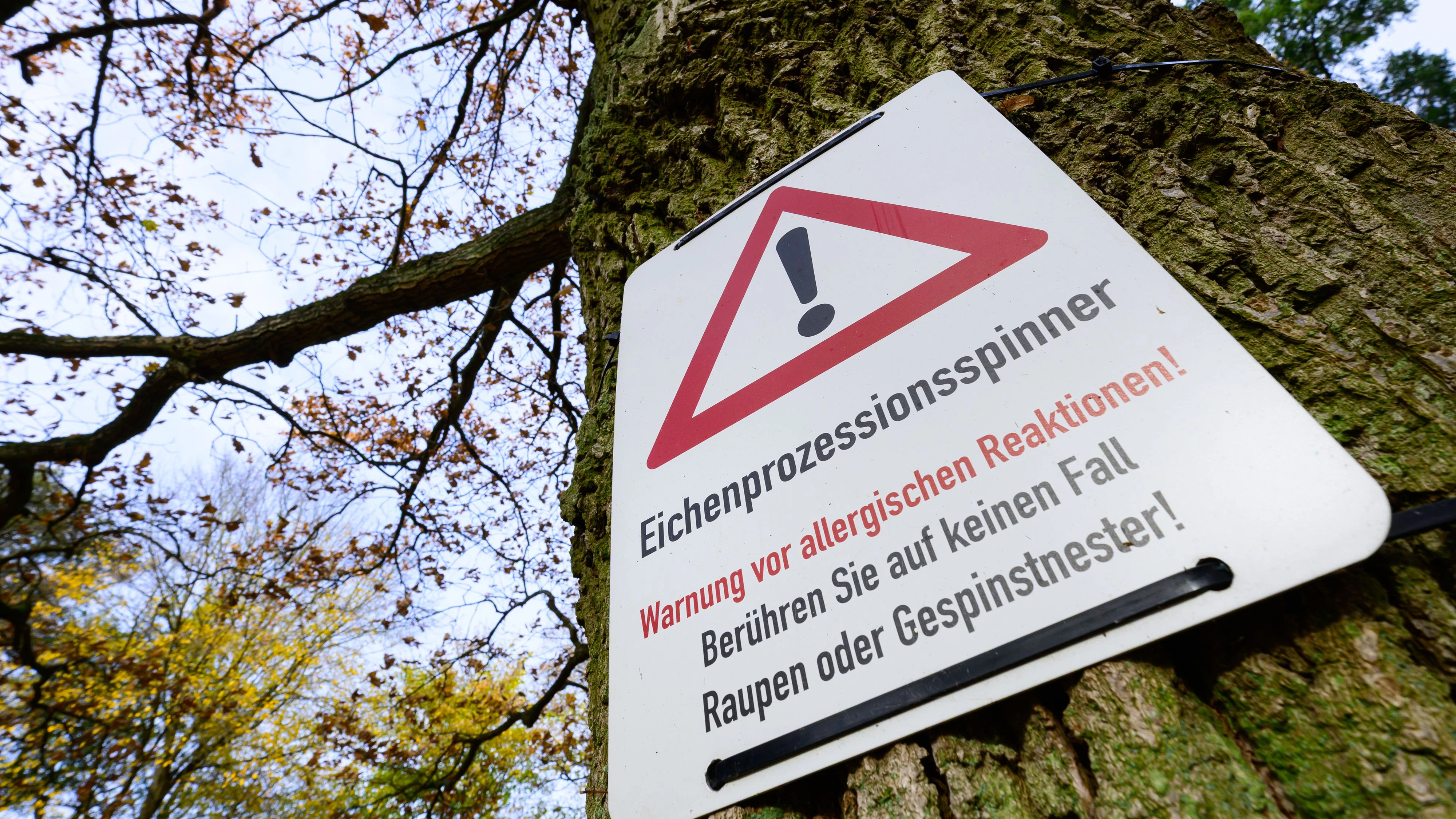 Heute.at - Gift-Raupen auf Vormarsch: Gefahr lauert im Park