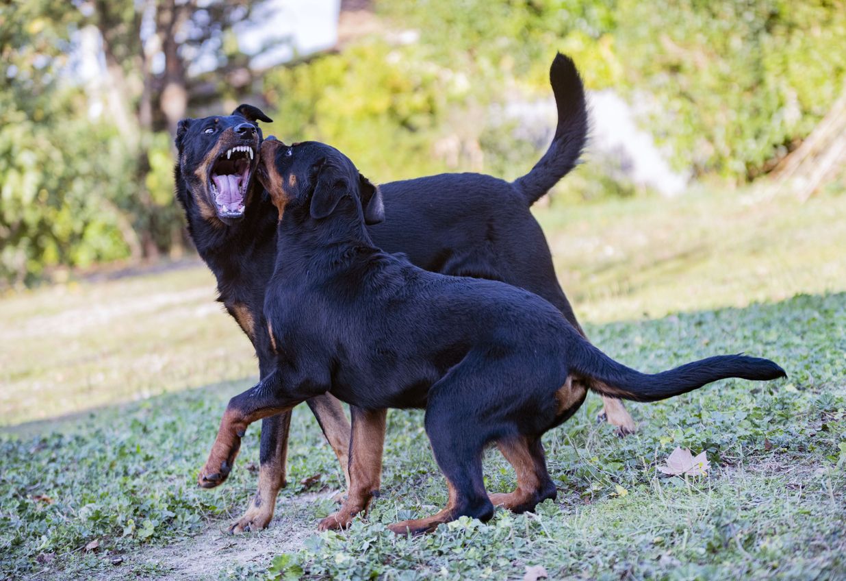Unter den Hunden befanden sich drei Rottweiler und ein Hirtenhund. (Symbolbild)
