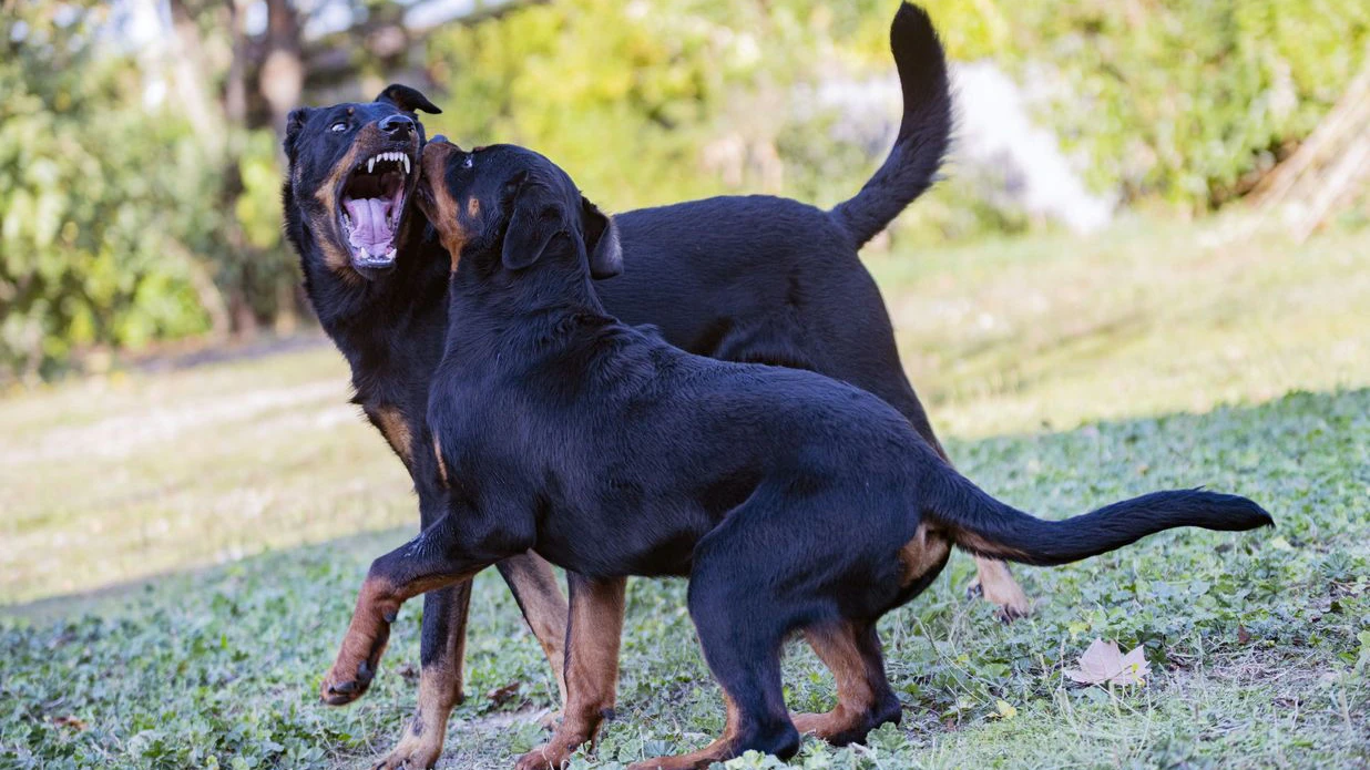 Unter den Hunden befanden sich drei Rottweiler und ein Hirtenhund. (Symbolbild)