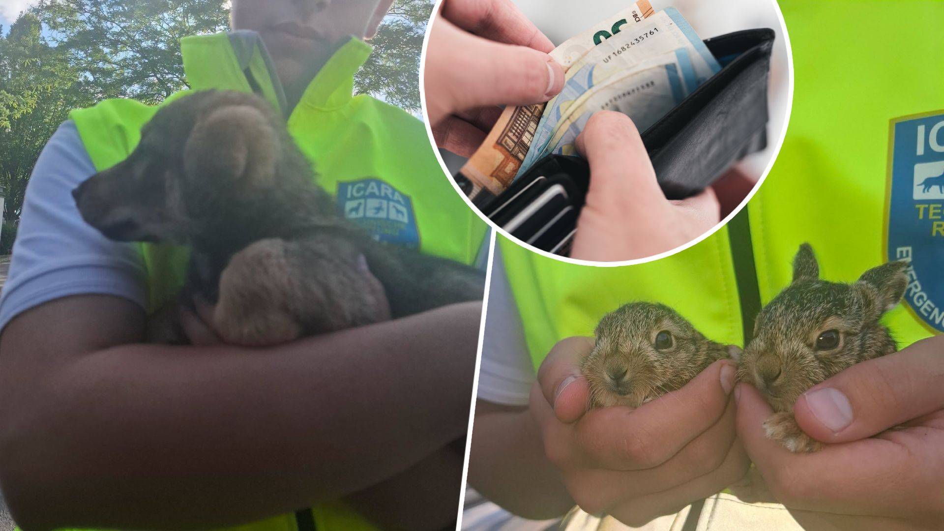 Die ICARA Tierrettung ist rund um die Uhr unterwegs, um tierischen Notfällen zu helfen.
