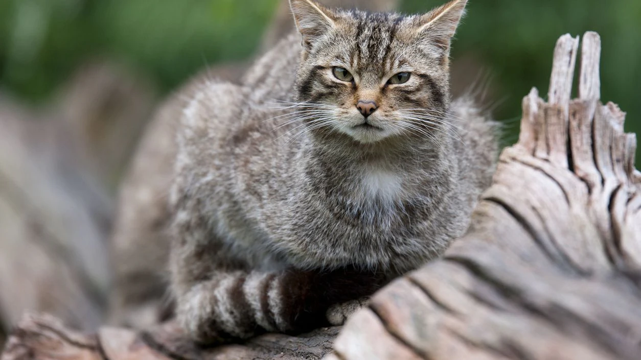 Generell stehen Europäische Wildkatzen in der gesamten EU unter strengem Naturschutz.