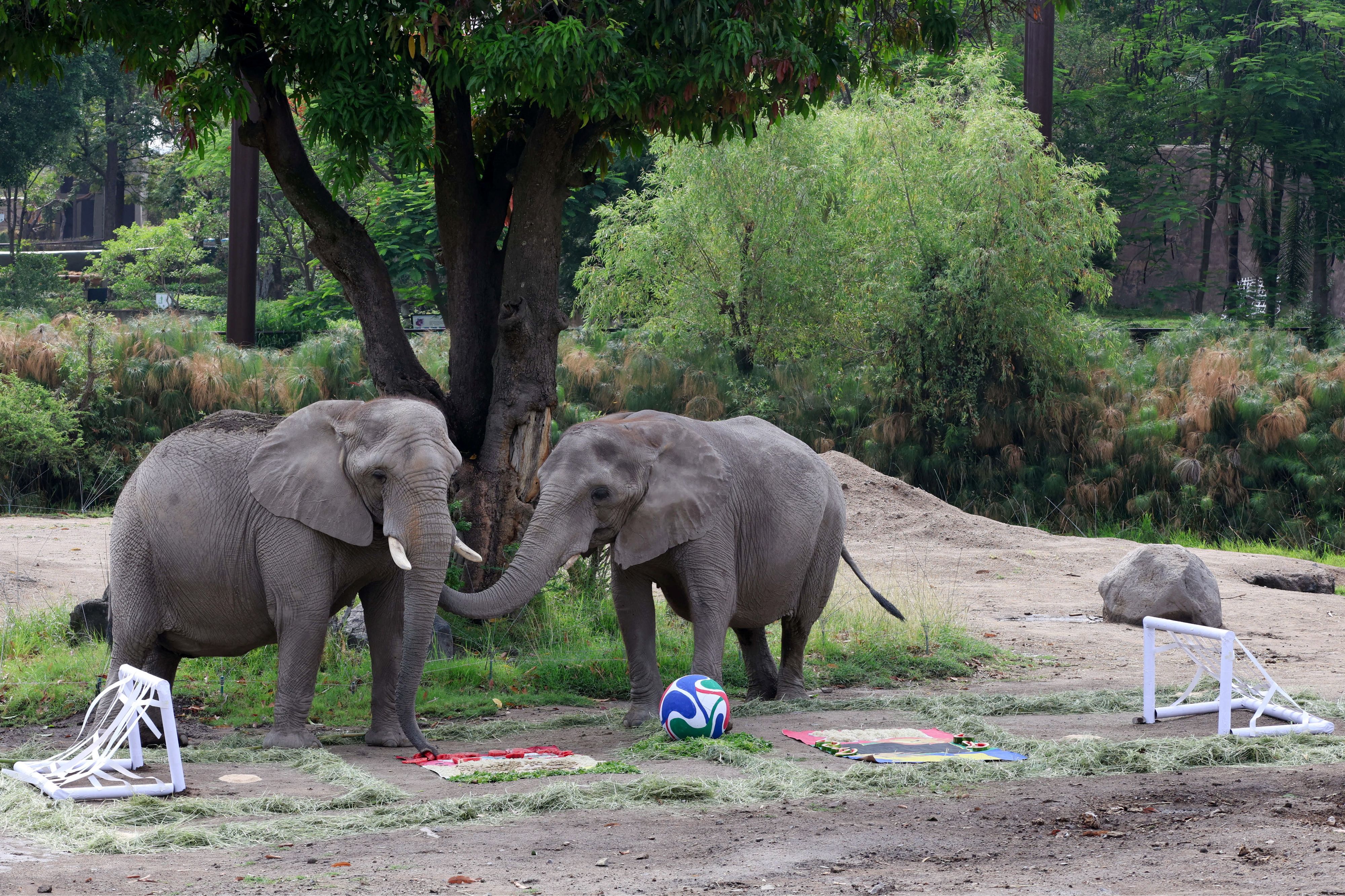 Zwei Elefanten im Zoo von Guadalajara in Mexiko sind das WM-Orakel. 