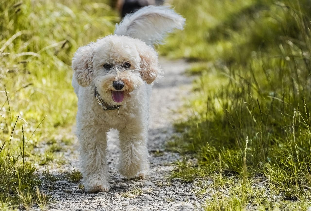 Hund auf der Wiese