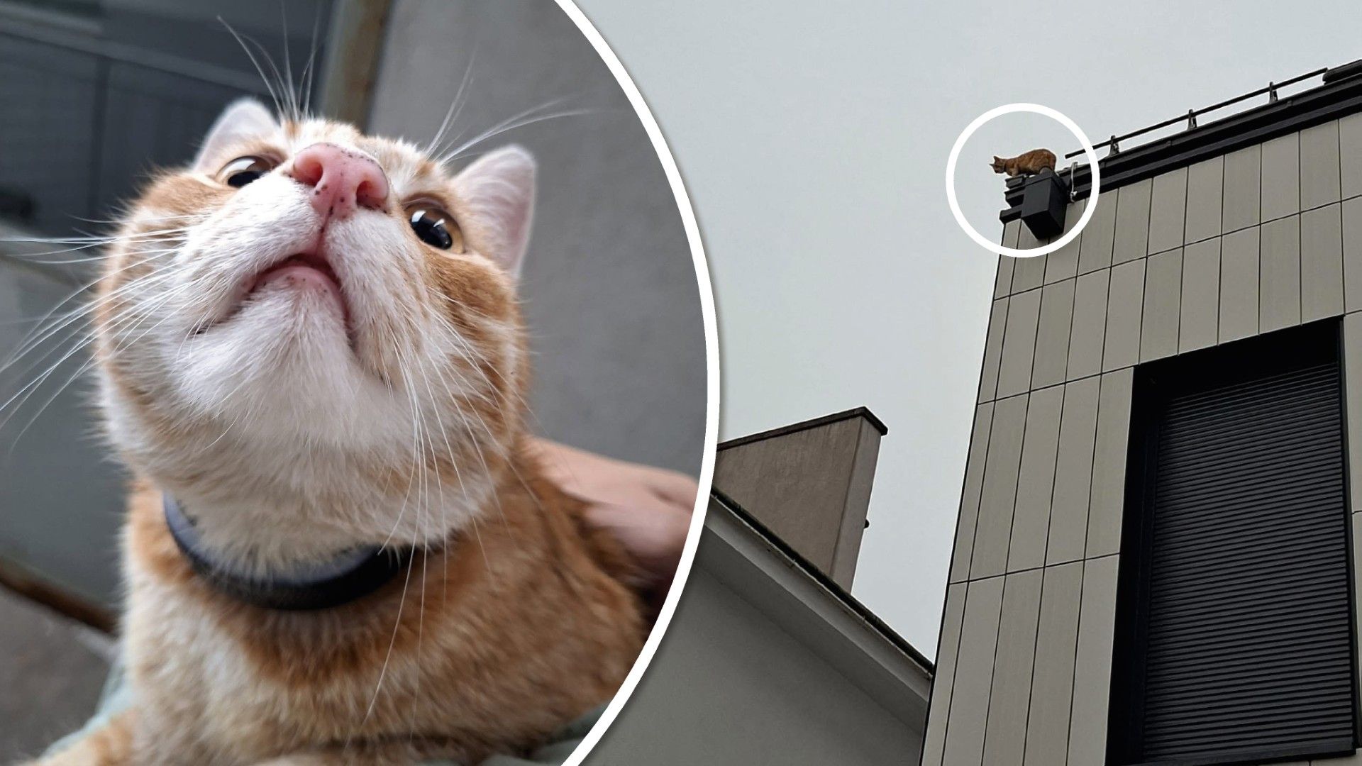 Heute.at - Schreck in St. Pölten: Kater Larry steckte am Dach fest