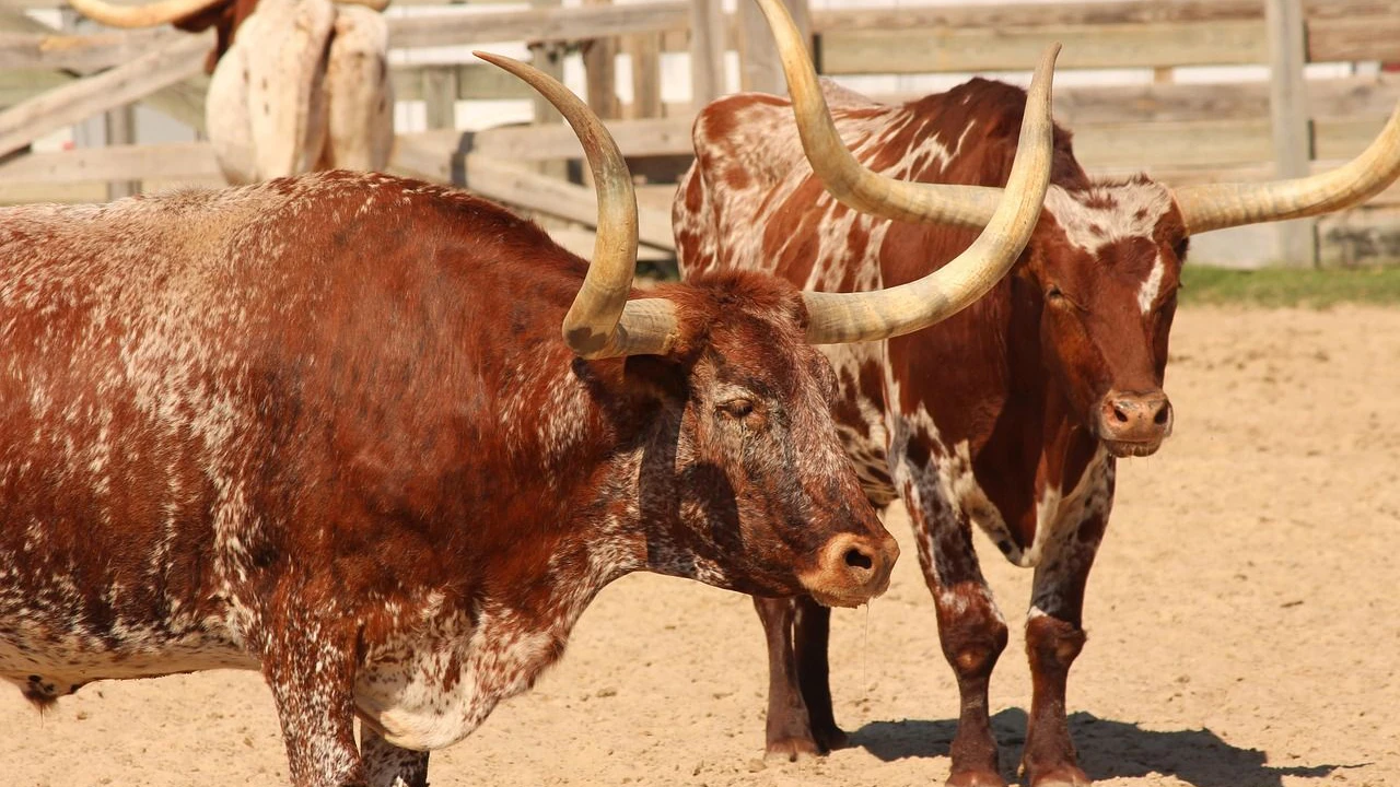 Longhorn-Rinder in Texas auf Weide