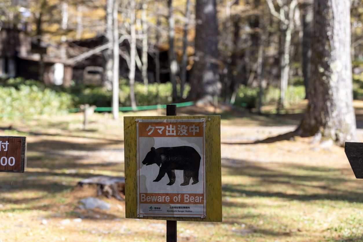 Bärensichtungen in Japans Städten nehmen zu. Behörden warnen