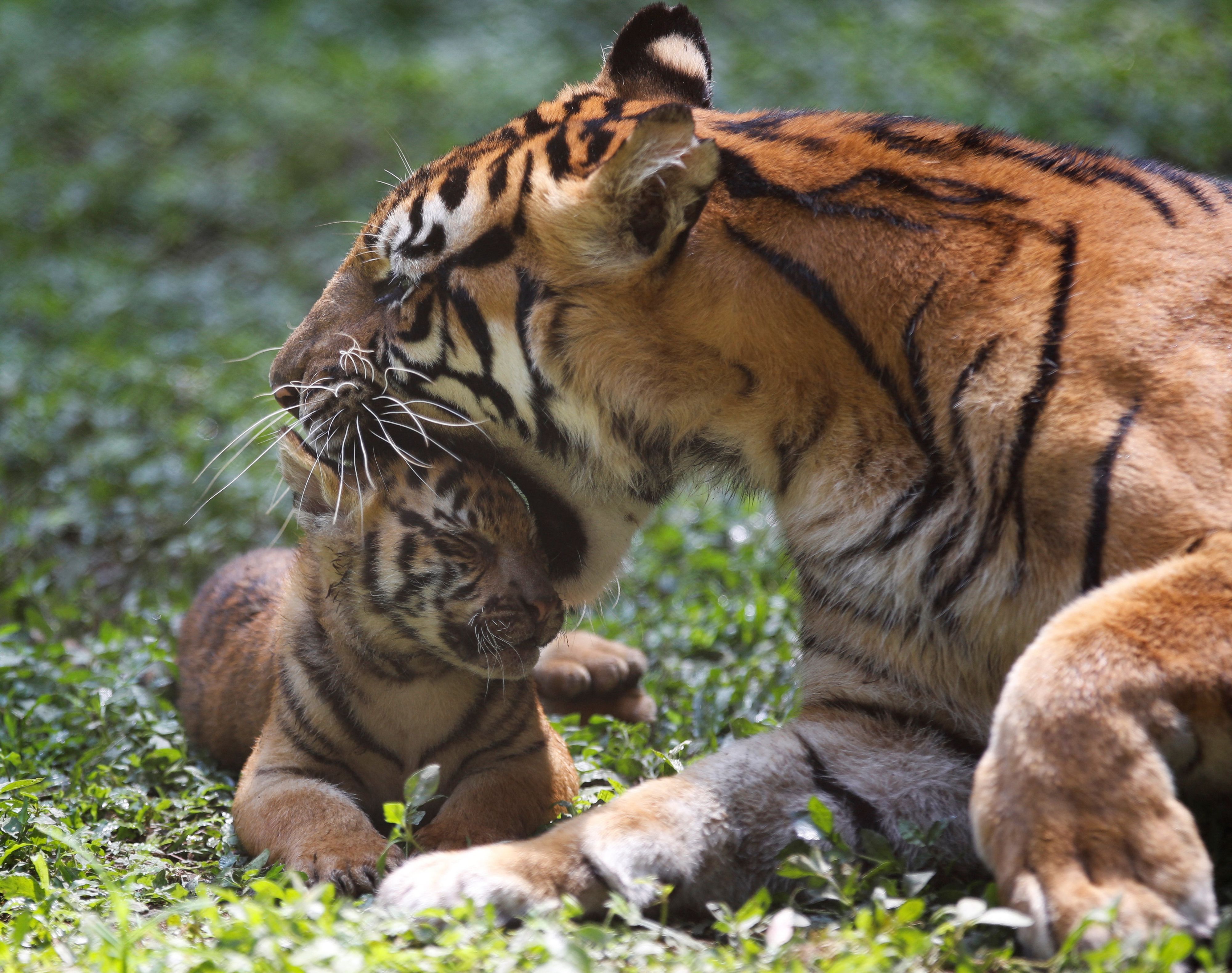 Im Prigen Safari Park auf der indonesischen Insel Java sind im März vier Sumatra-Tigerbabys zur Welt gekommen
