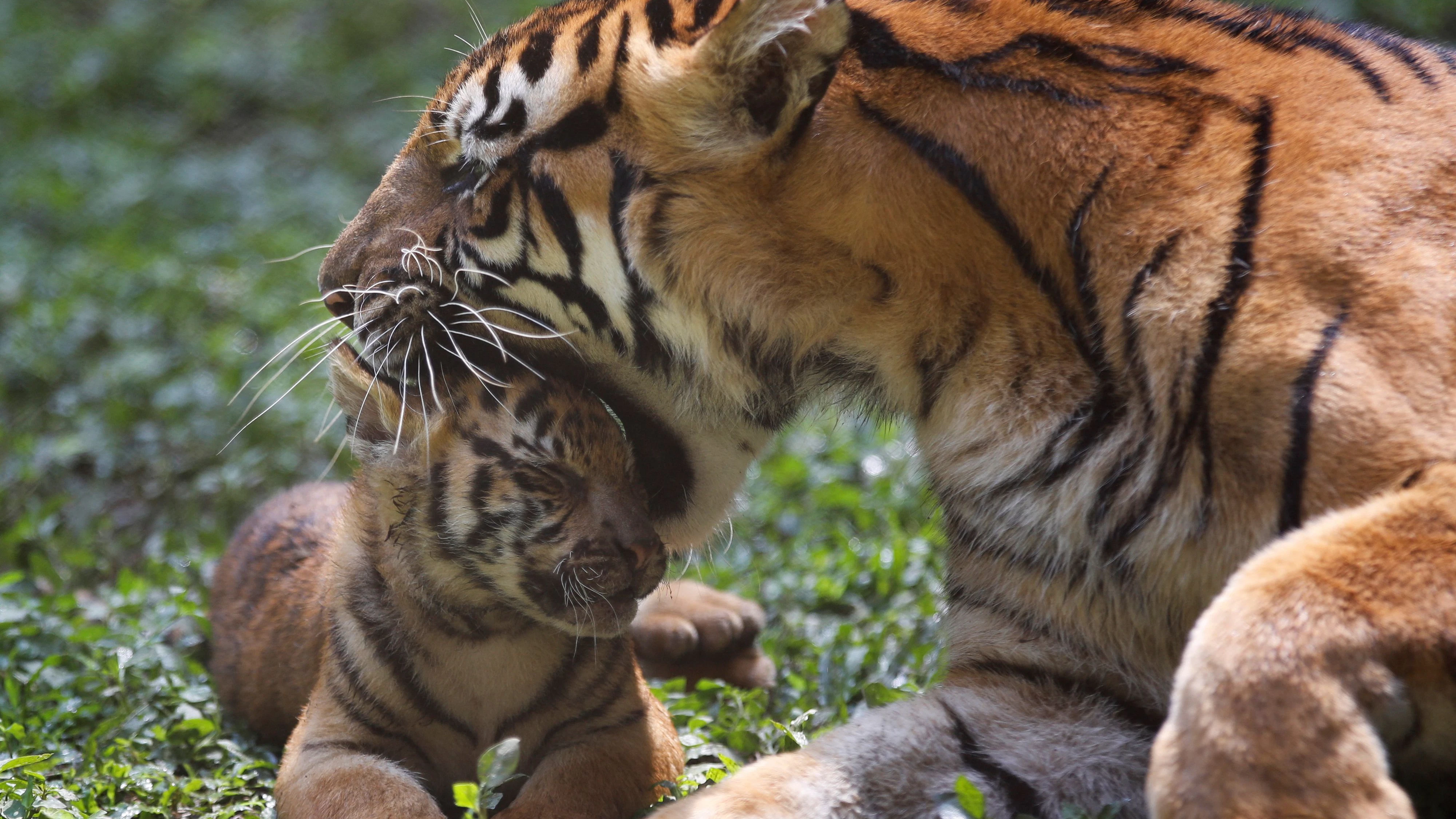 A two-month-old Endangered Sumatran tiger (Panthera tigris sumatrae) cub plays next to its 10-year-old mother named Dini during a debut at Taman Safari Indonesia Prigen in Pasuruan, East Java province, Indonesia, June 8, 2026. REUTERS/Dipta Wahyu