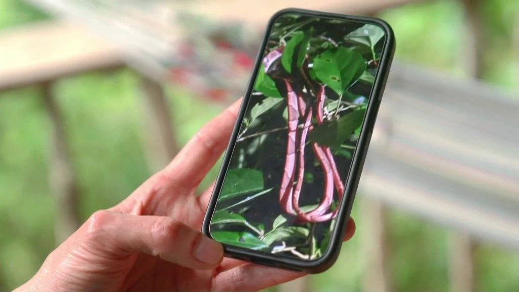 Die gebürtige Brasilianerin macht extra ein Handyfoto von dem Reptil.