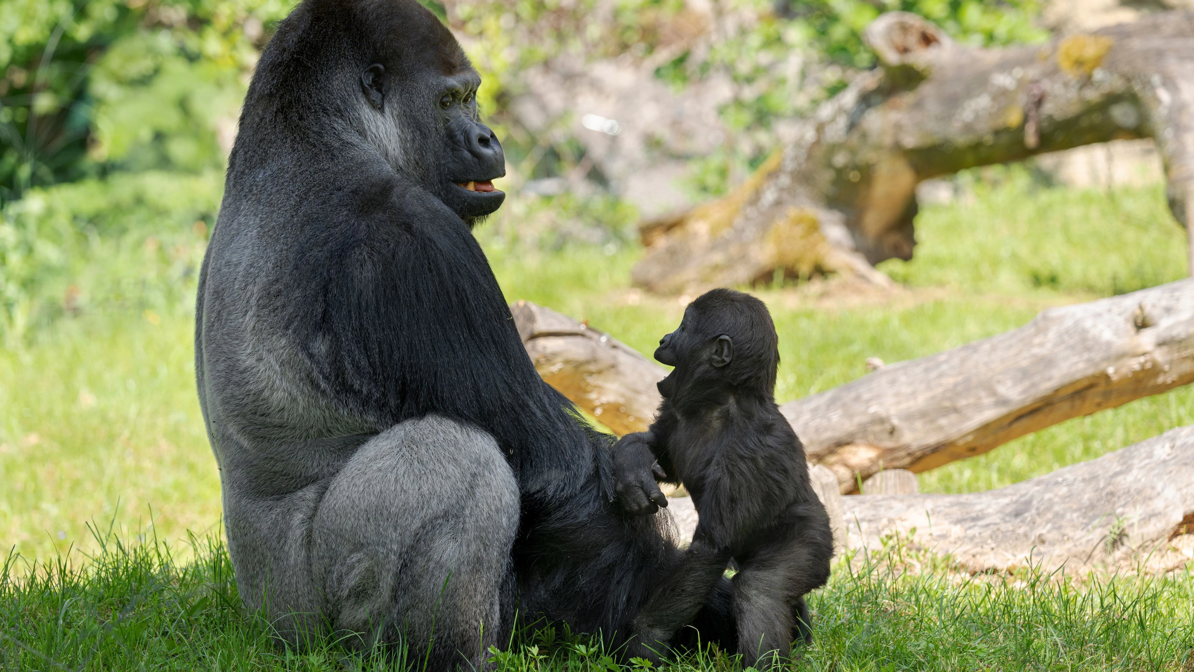 Heute.at - Zoo Basel: Gorilla-Vater tötet eigenes Baby