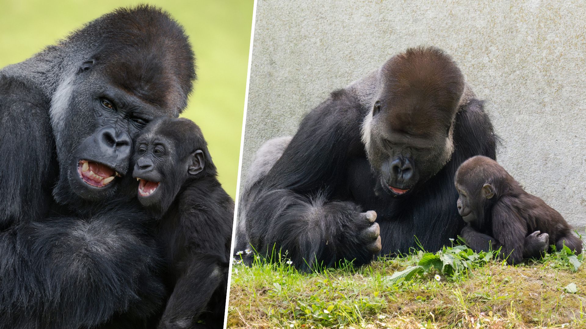 Gorillabub 