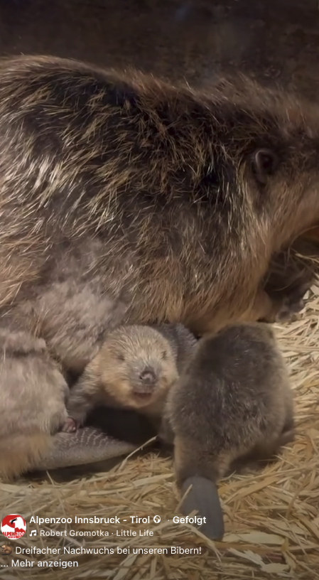 Die süßen Tierbabys schmiegen sich noch gerne an Mama.