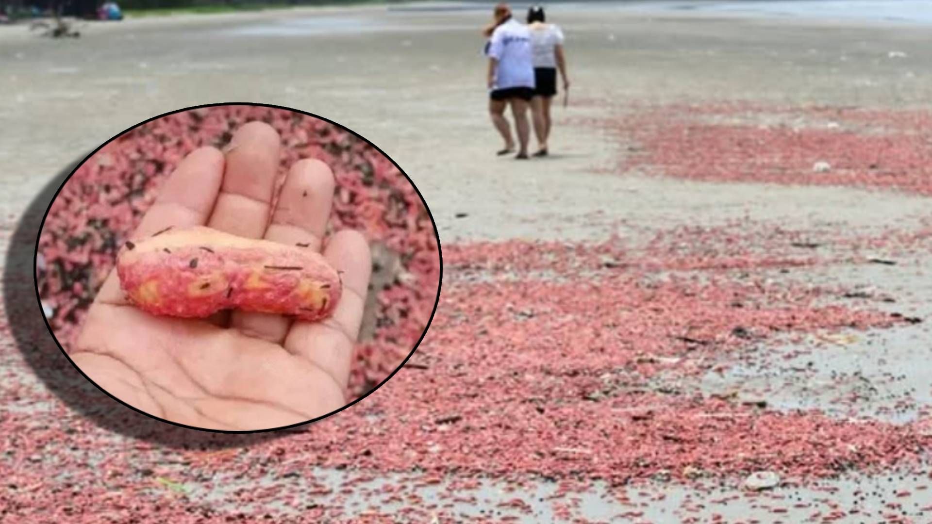 Die Strände Rayongs (Thailand) sind mit rosa Tieren gesäumt.