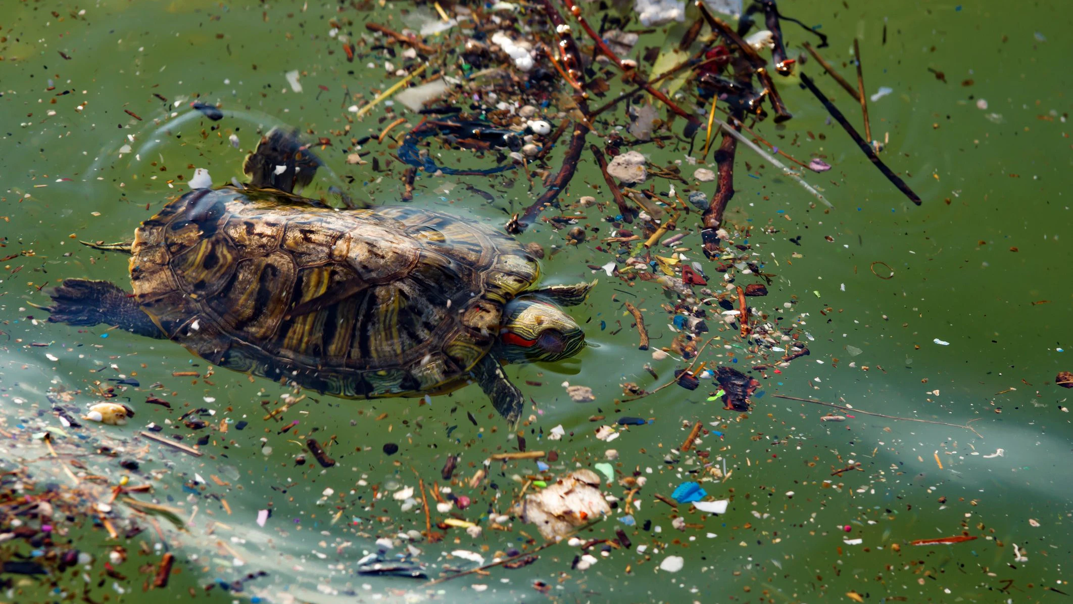 In den Mägen von mehr als 240 Tierarten wurde bereits Plastikmüll nachgewiesen.