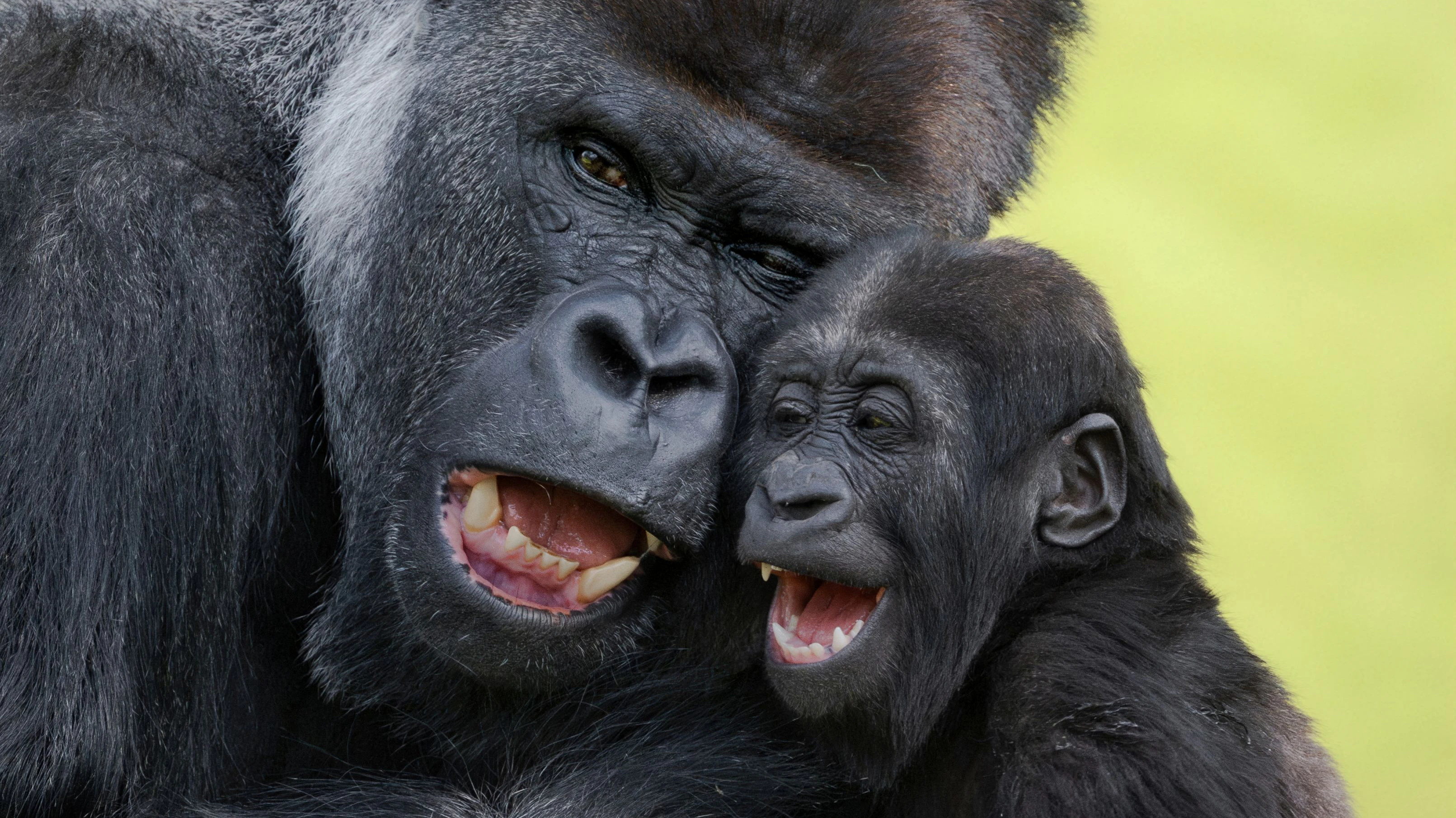Ob auch Gorillas Vatertag feiern, ist nicht bekannt - Silberrücken "Awembe" und sein Sohn "Jabari" im Zoo Schmiding in Krenglbach bei Wels haben jedenfalls eine für die Spezies außergewöhnlich innige Vater-Sohn-Beziehung. "Jabari" darf seinem Papa auf der Nase herumtanzen, während sich dieser in Geduld übt. 