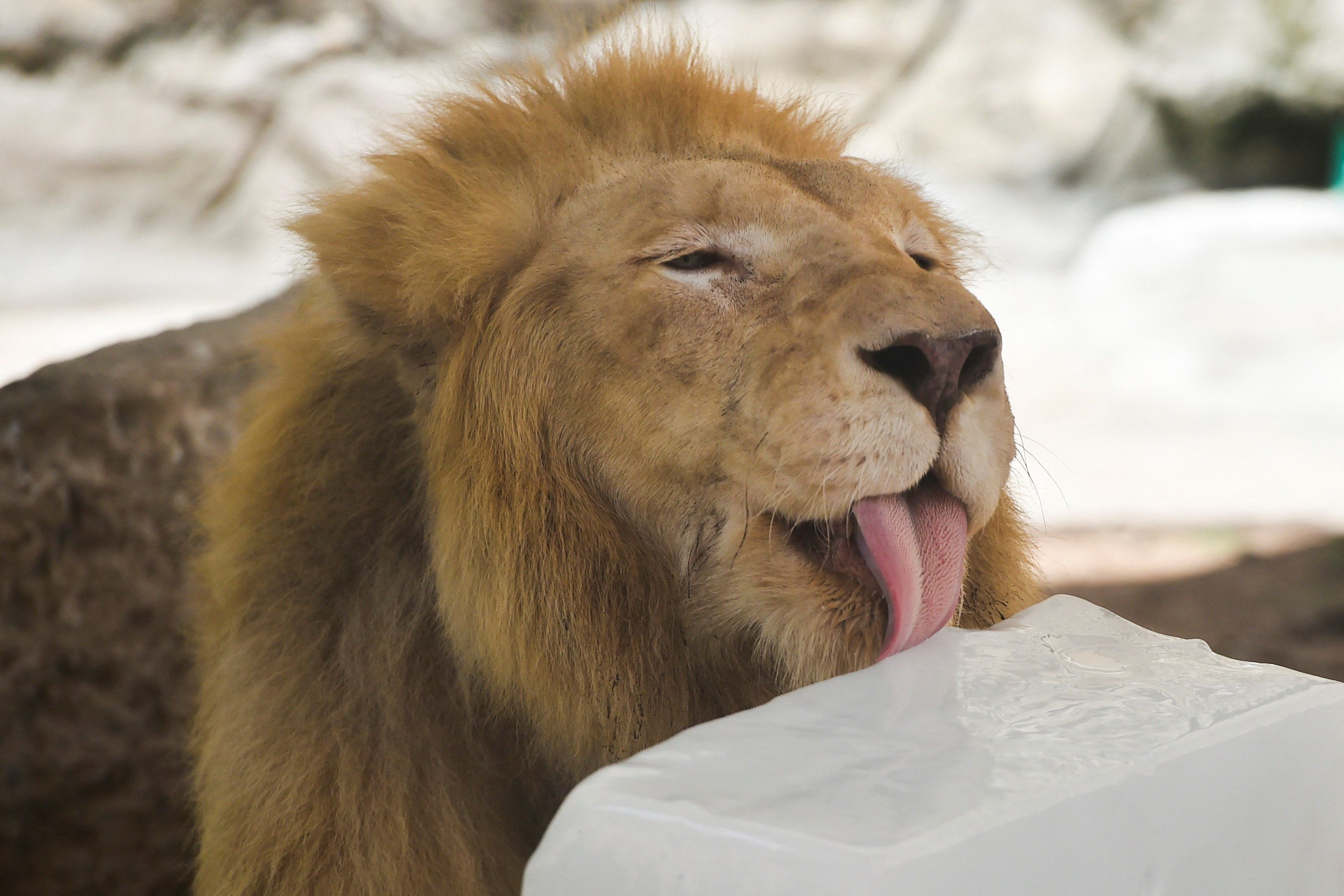 A lion licks a block of ice to beat the heat in its enclosure at the zoo during a hot summer day in Lahore, Pakistan June 8, 2026. Murtaza Ali 