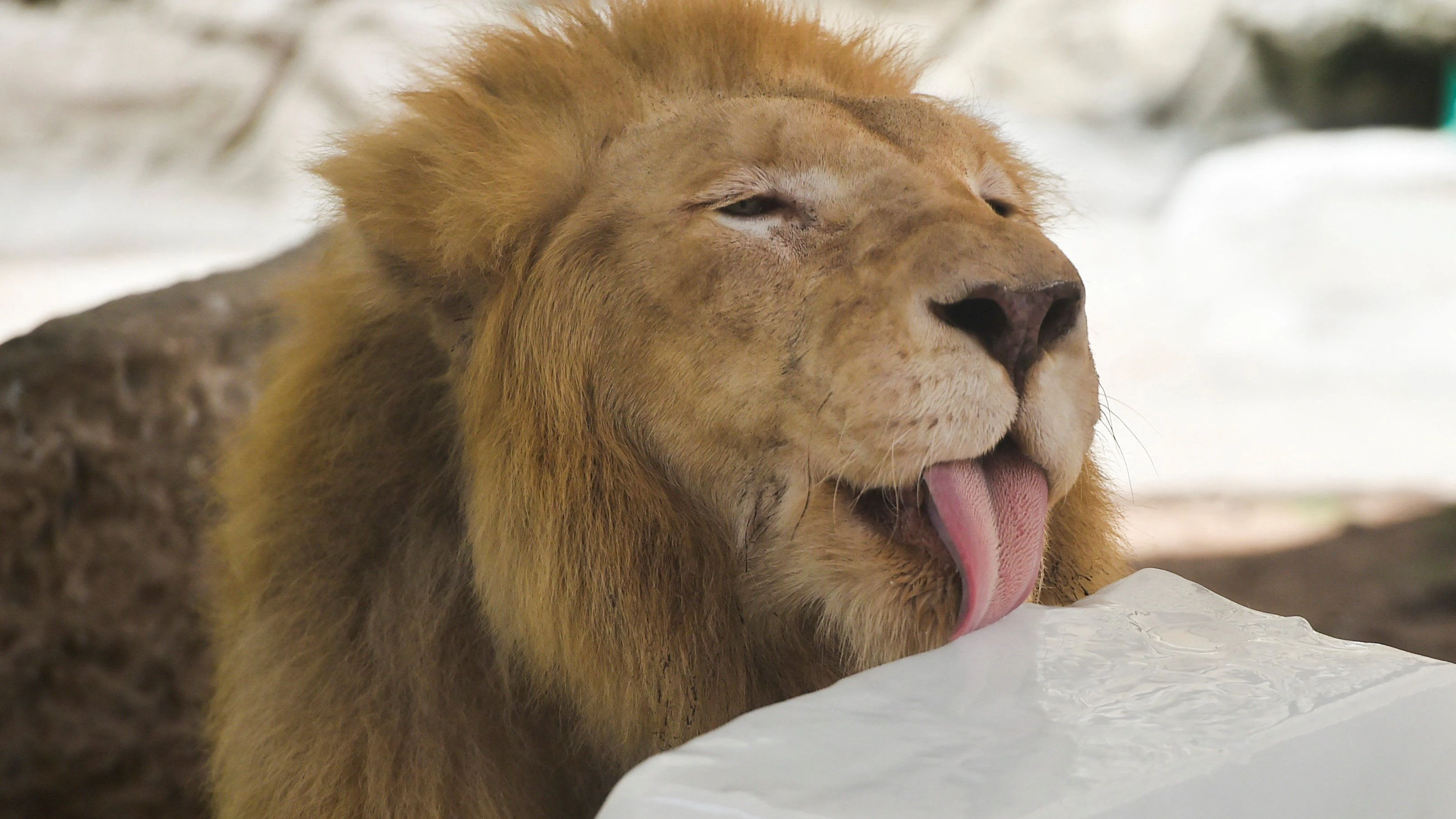 A lion licks a block of ice to beat the heat in its enclosure at the zoo during a hot summer day in Lahore, Pakistan June 8, 2026. Murtaza Ali 