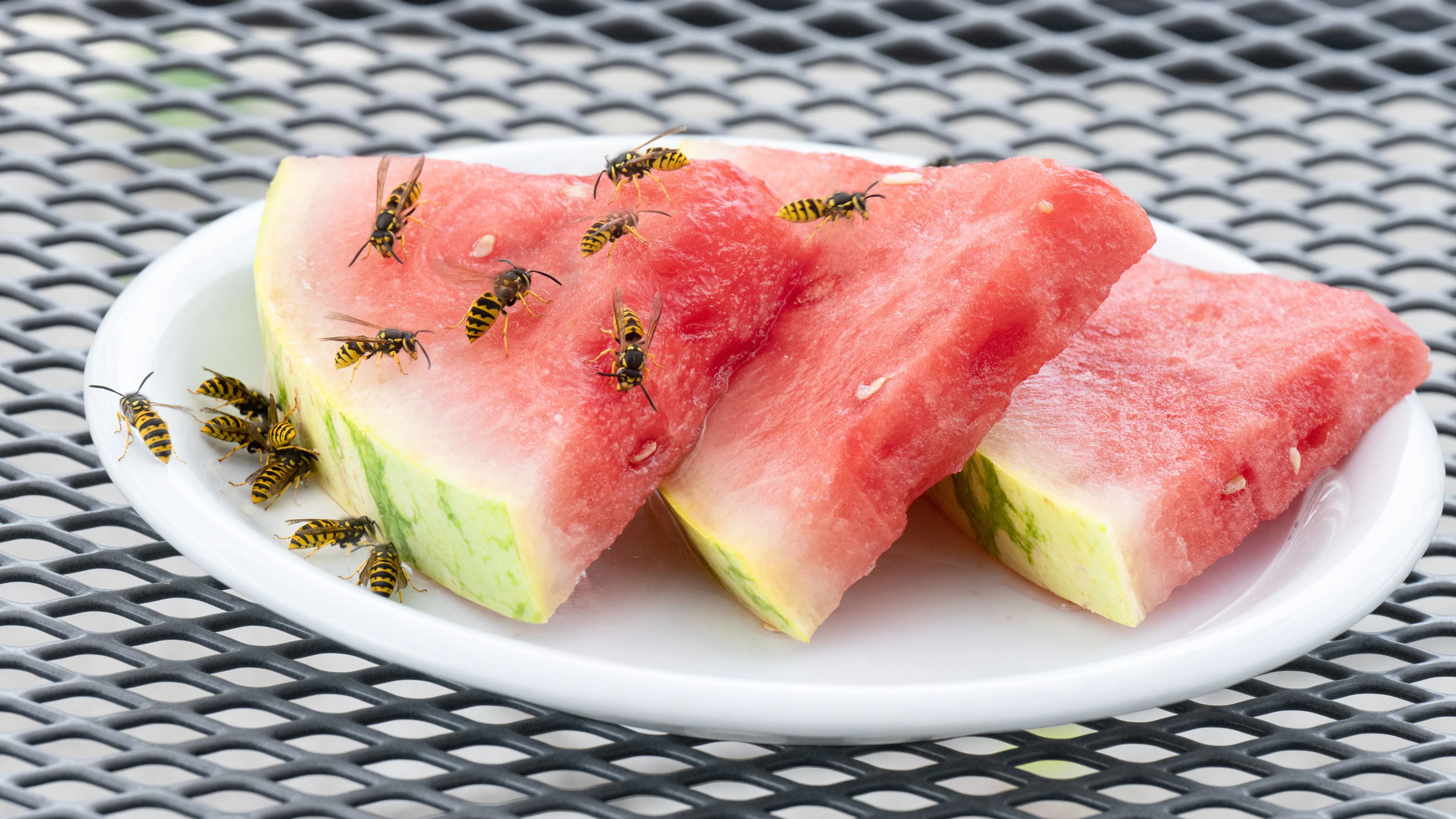 Swarm of Wasps on pieces of watermelon
