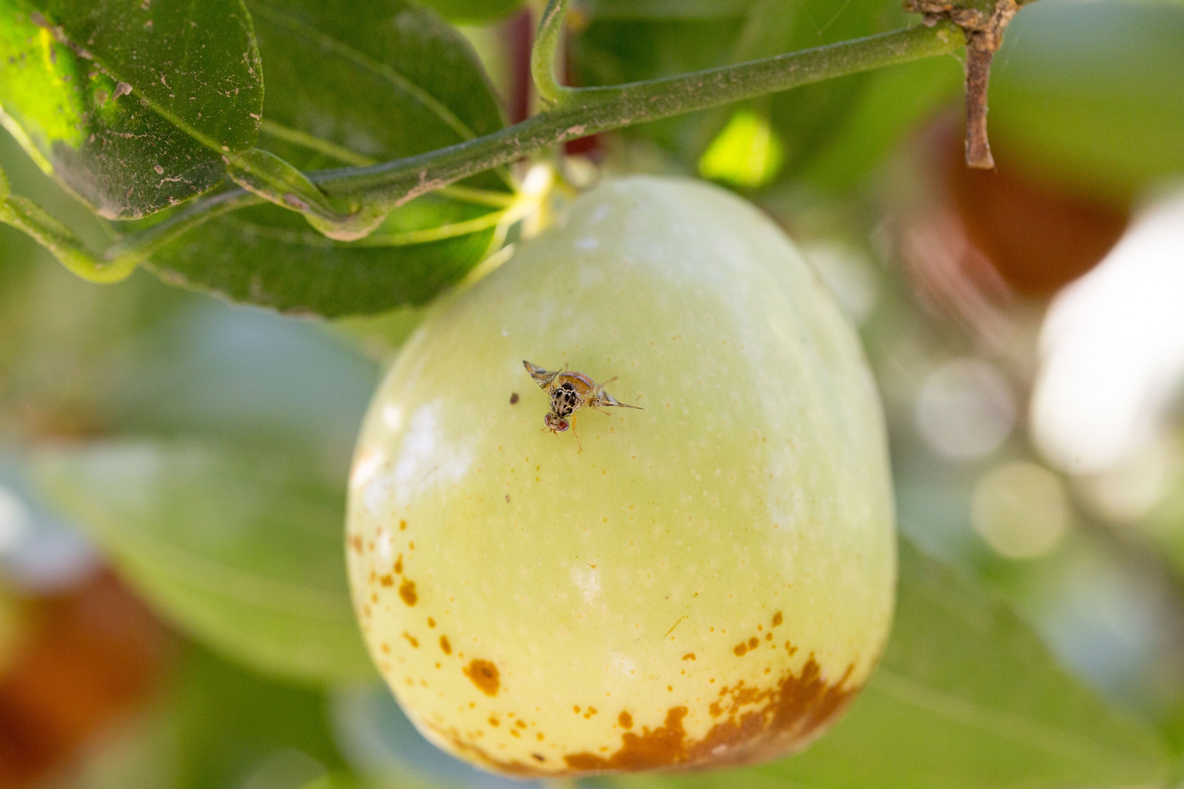 Die Mittelmeerfruchtfliege befällt Zitrusfrüchte und Stein- und Kernobst, aber auch Gemüse wie Paprika.