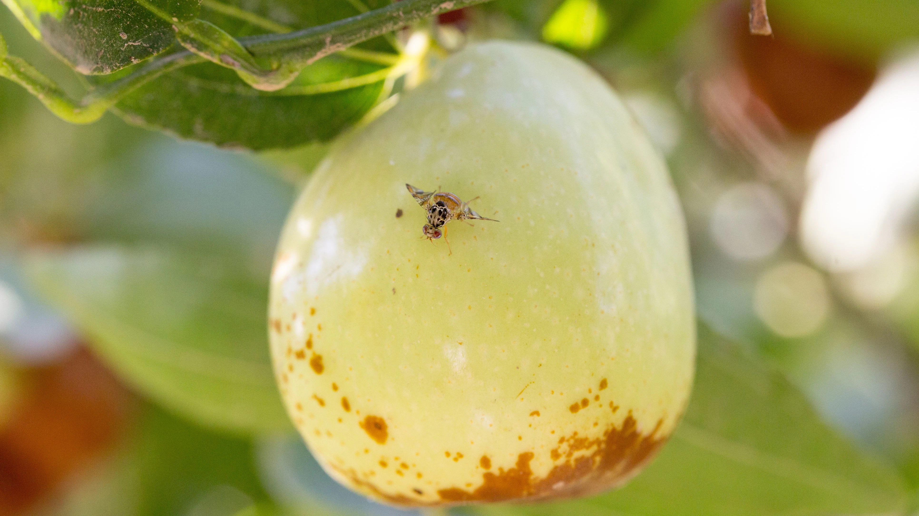 Mediterranean fruit fly (Ceratitis capitata) on green jujube fruit (Ziziphus jujuba), macro close-up agricultural pest