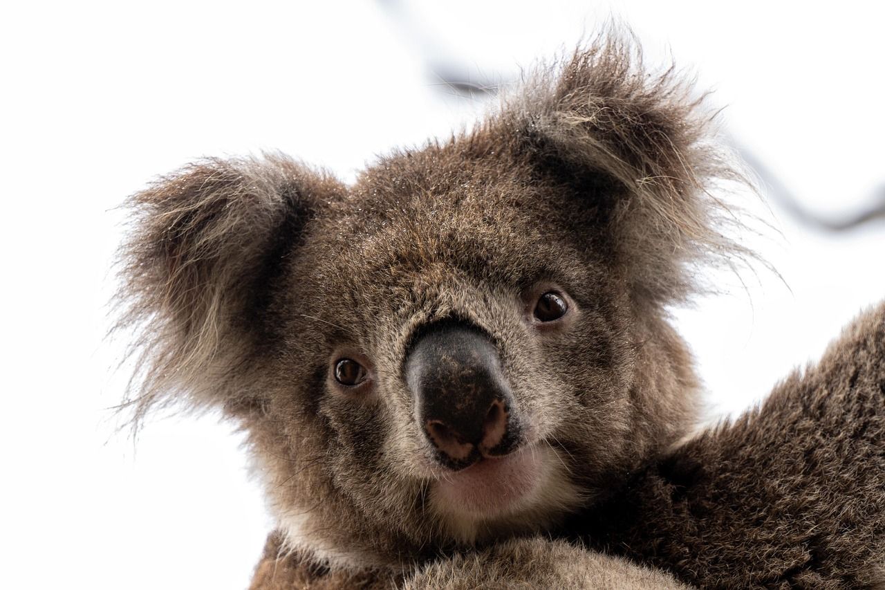 Koala auf Kangaroo Island