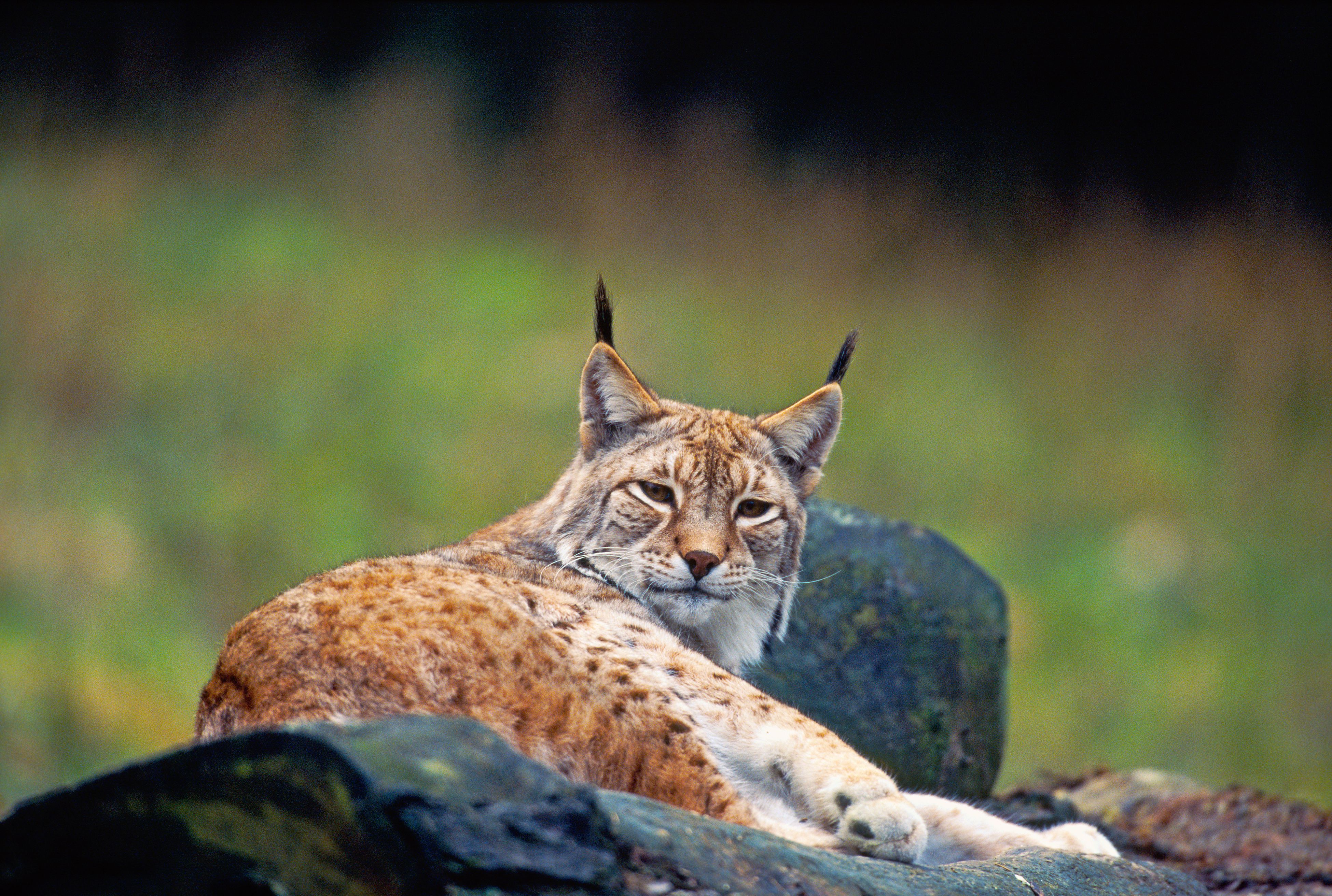  Europäischer Luchs