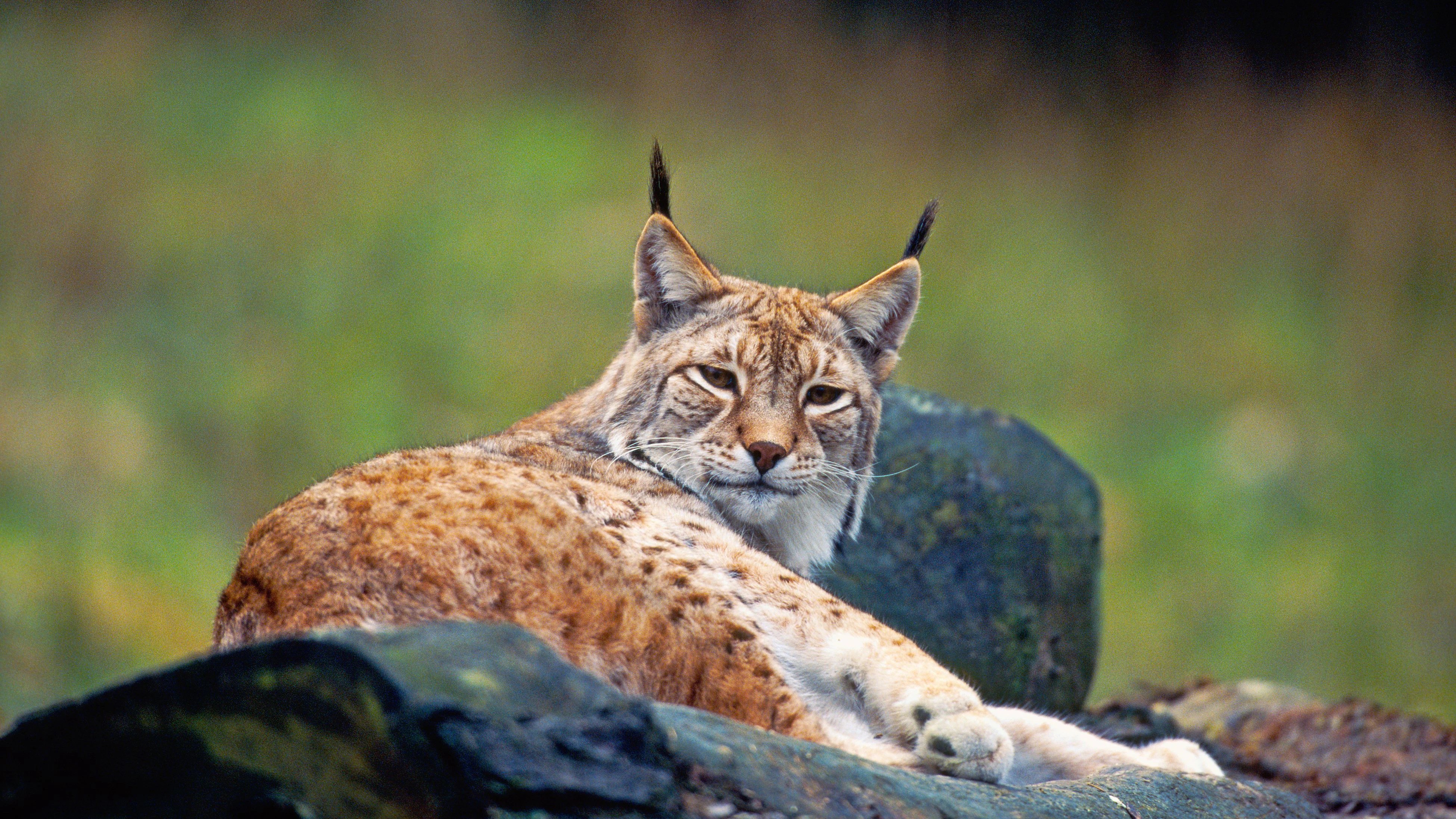  Europäischer Luchs