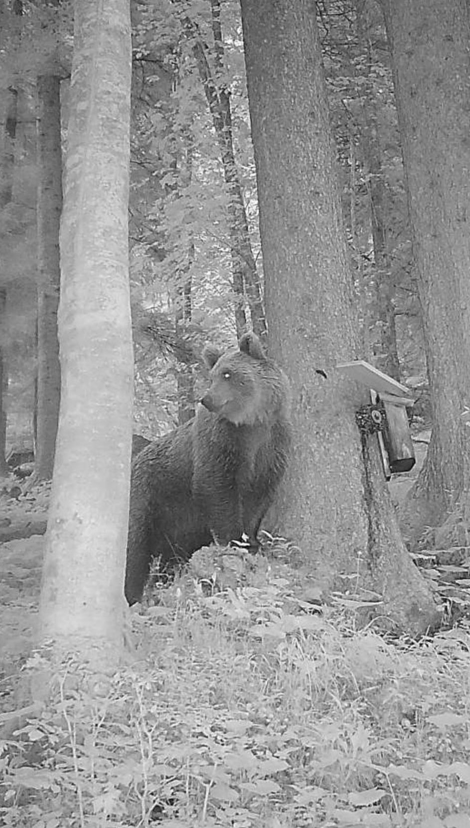Der Bär wurde von der Wildtierkamera aufgezeichnet.