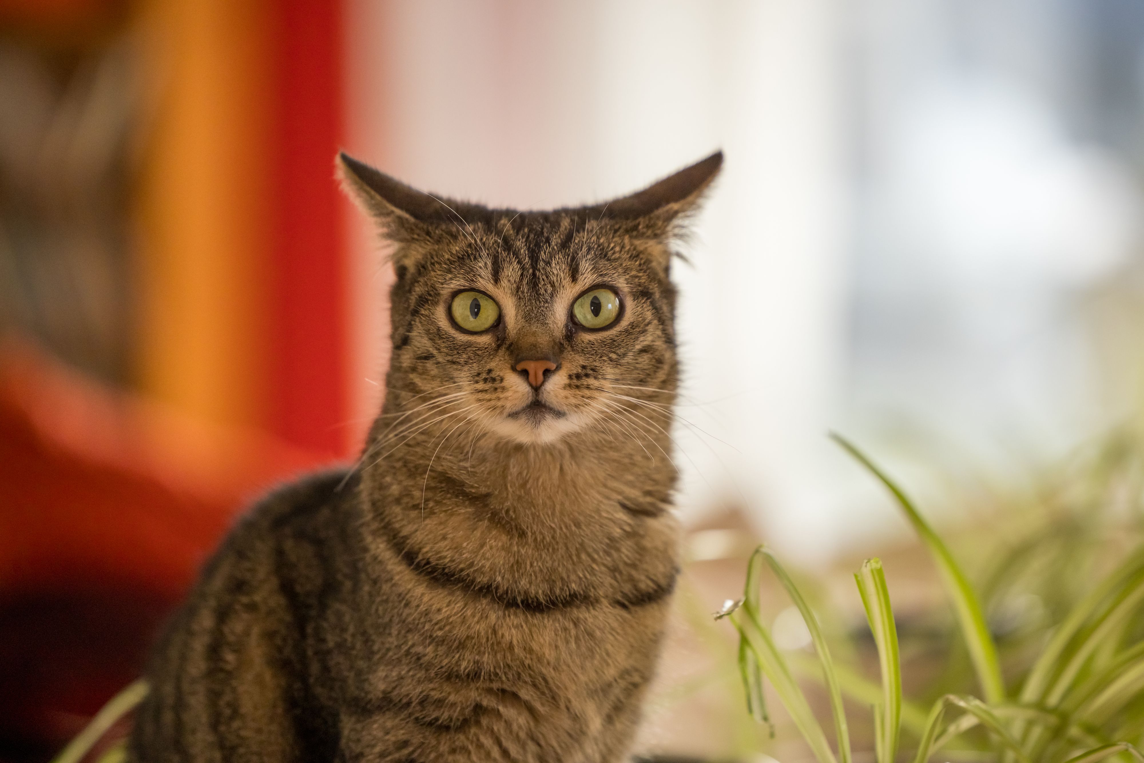 In den vergangenen Tagen verendeten zwei Katzen in Blindenmarkt.