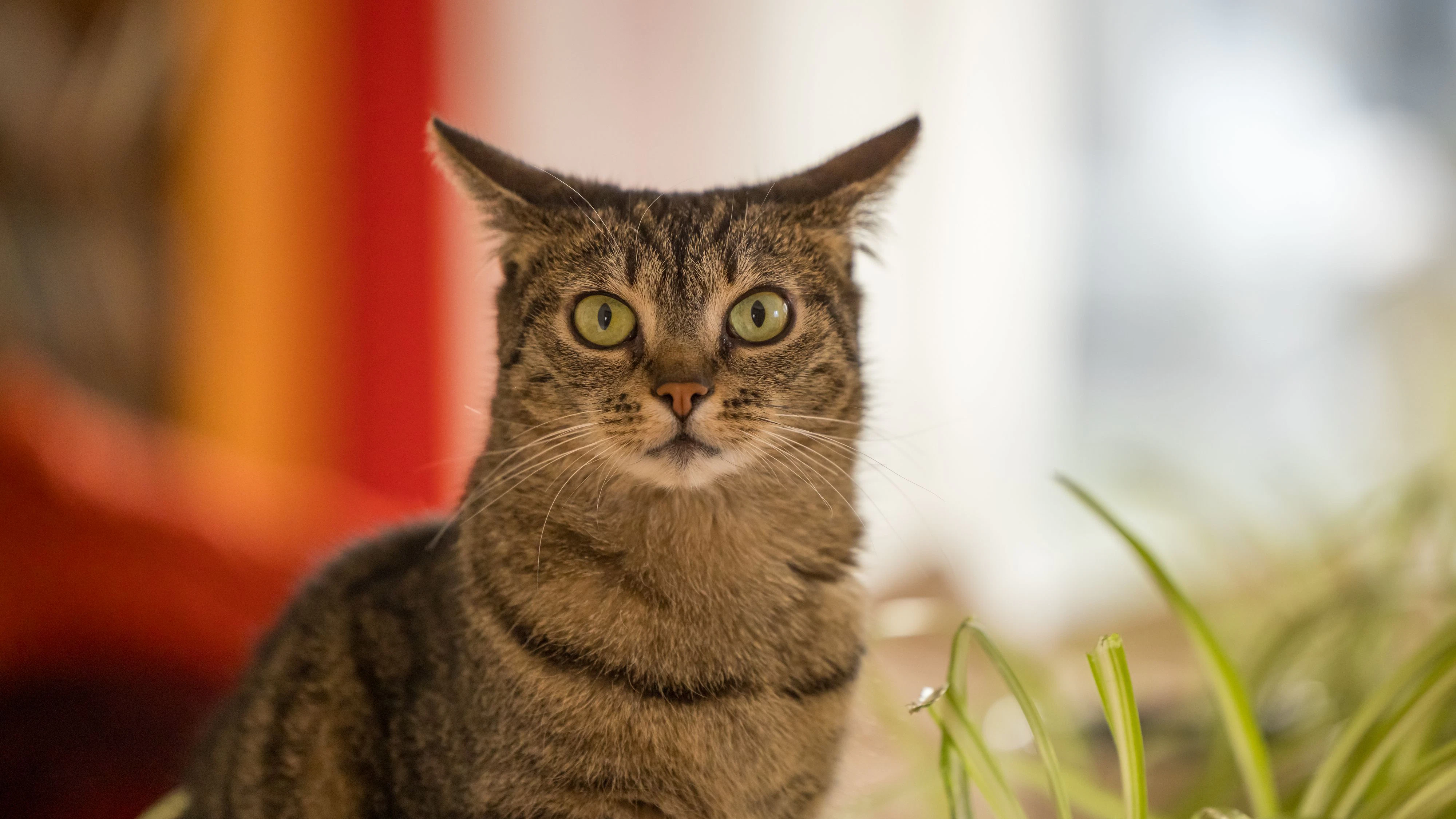 In den vergangenen Tagen verendeten zwei Katzen in Blindenmarkt.