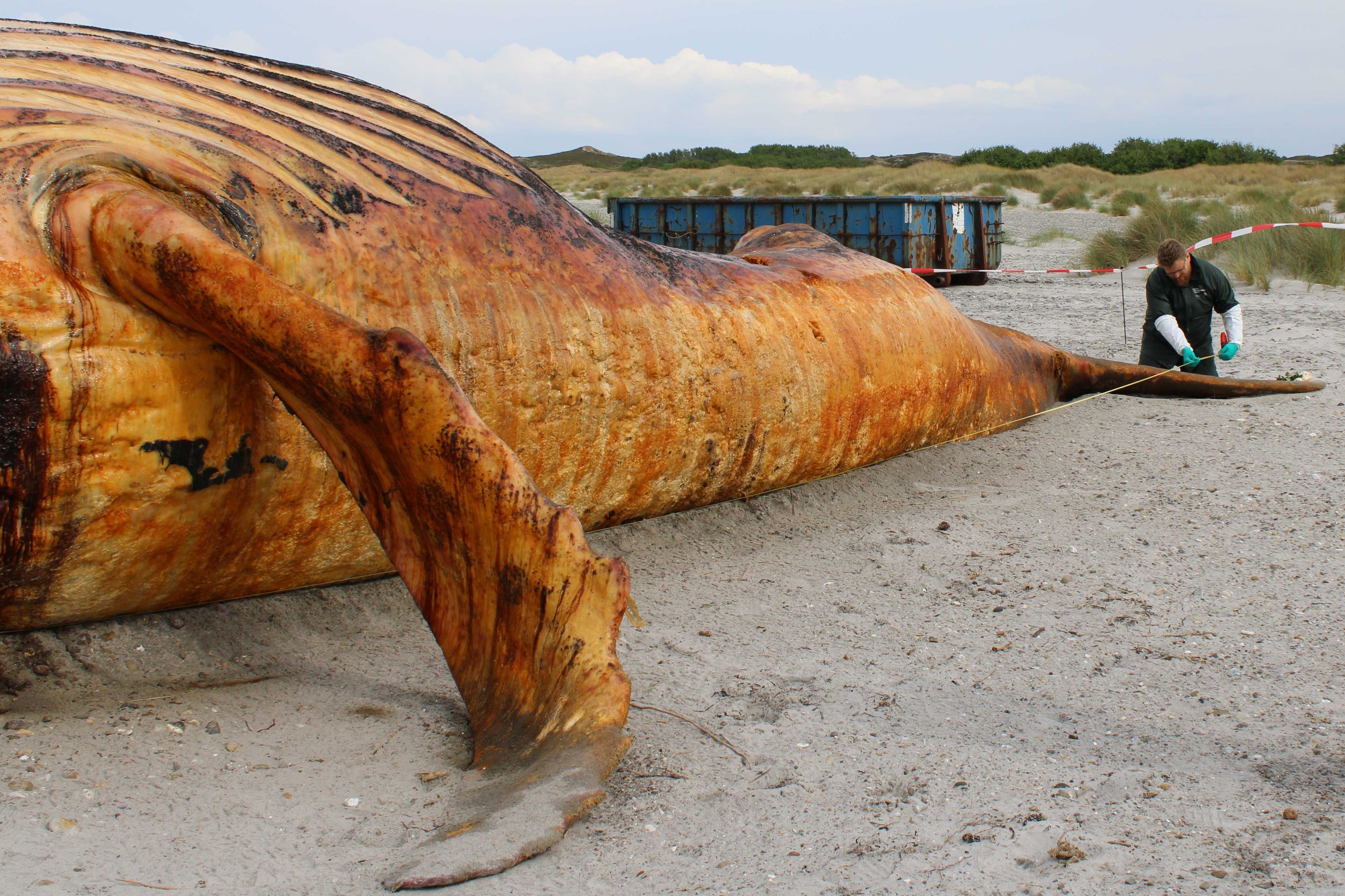 Timmy war vor einigen Wochen tot am Strand der dänischen Insel Anholt angespült worden.