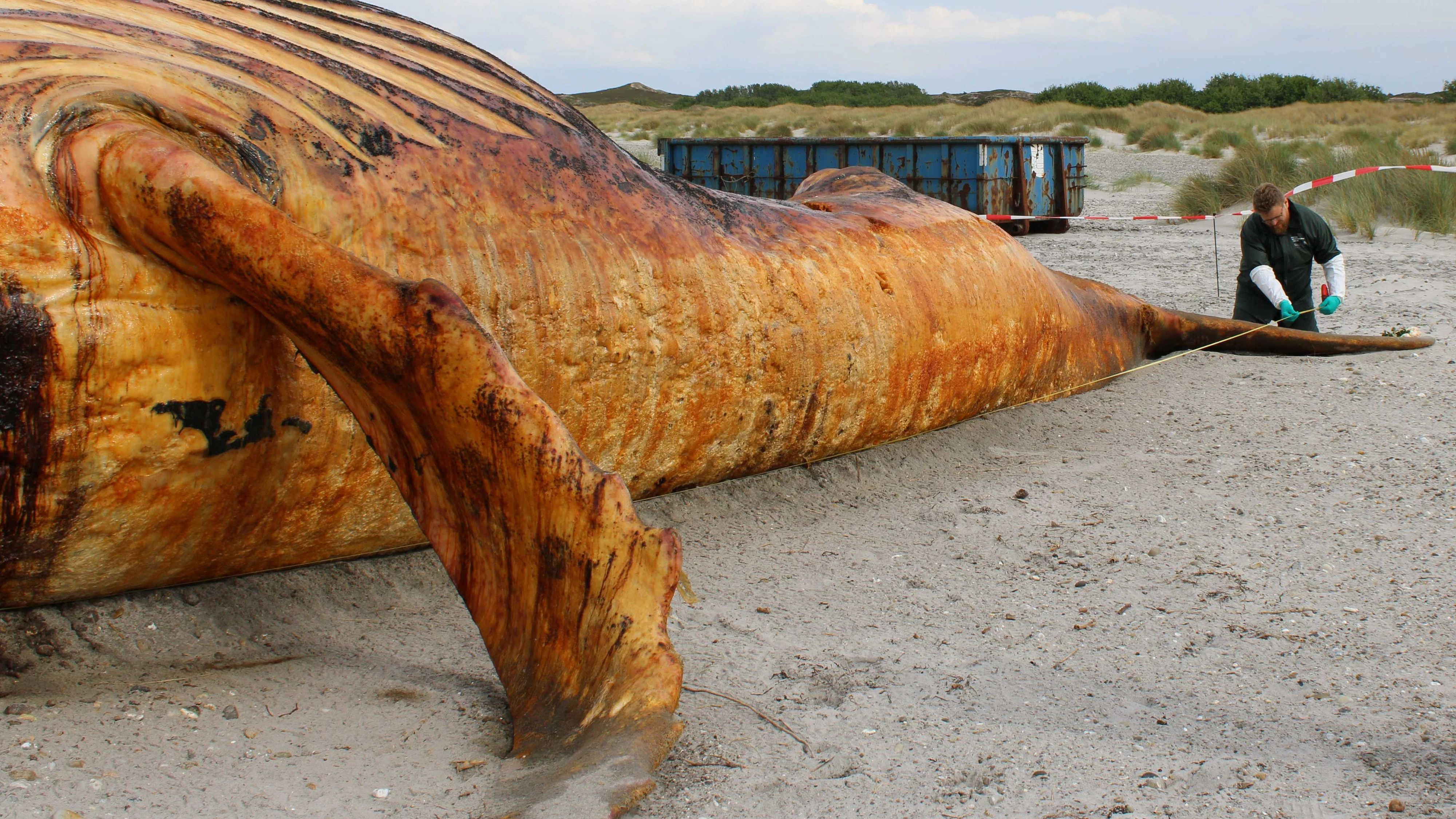 Die Obduktion des Buckelwals wurde direkt am Strand durchgeführt.