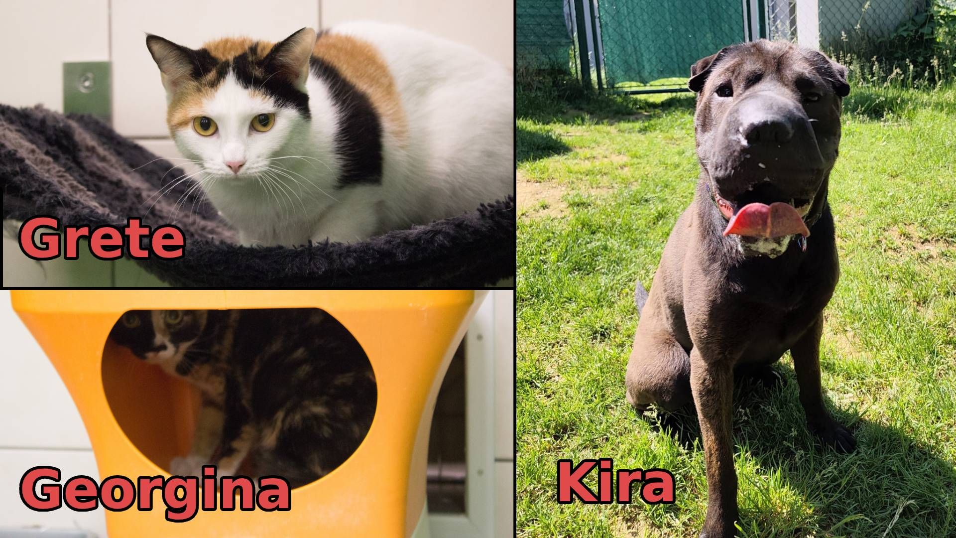 Heute.at - TIKO Kärnten: Kira ist ein untypisches Goldstück