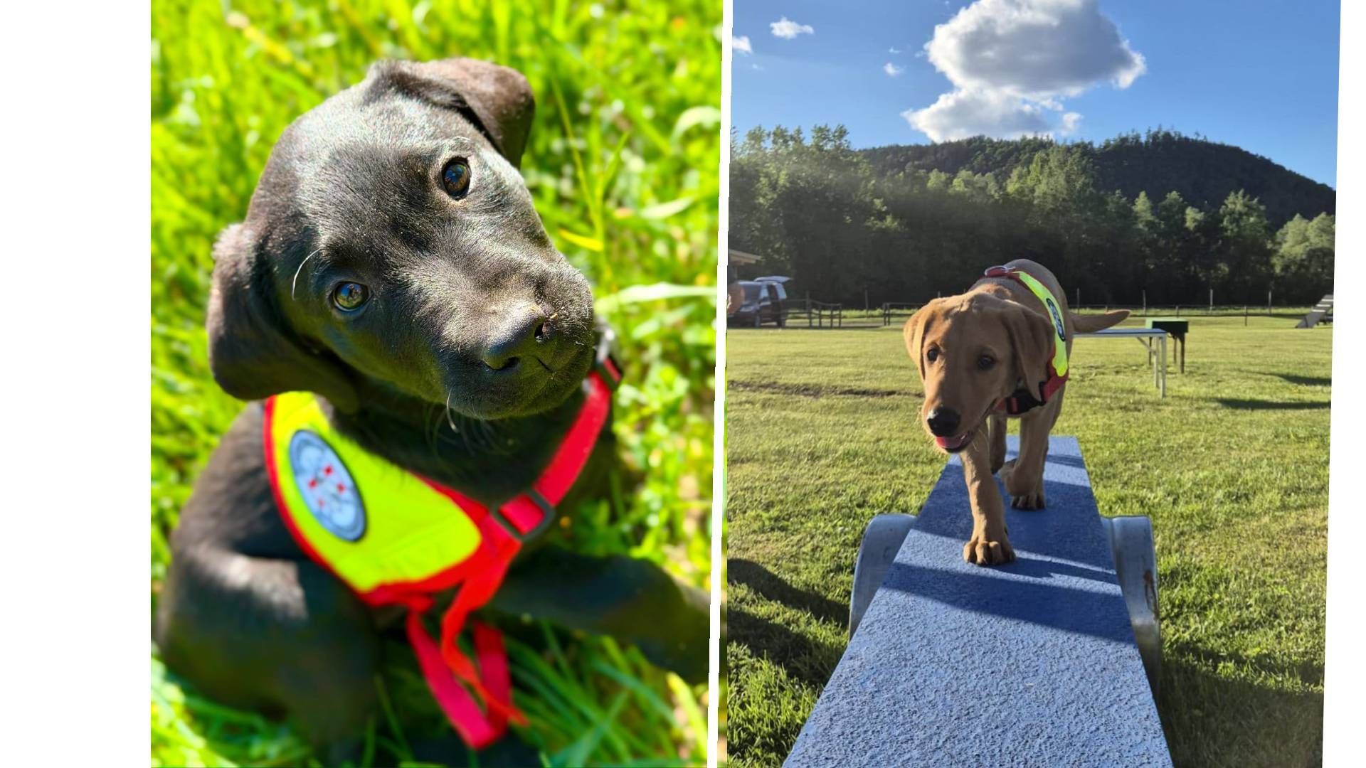 Hugo (l) und Yuma trainieren schon fleißig für ihre Einsätze als Rettungshunde
