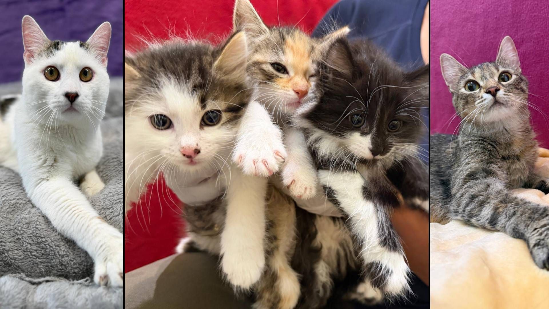 Bei der Pfotenhilfe wurde gleich eine vollständige Katzenfamilie abgegeben! 