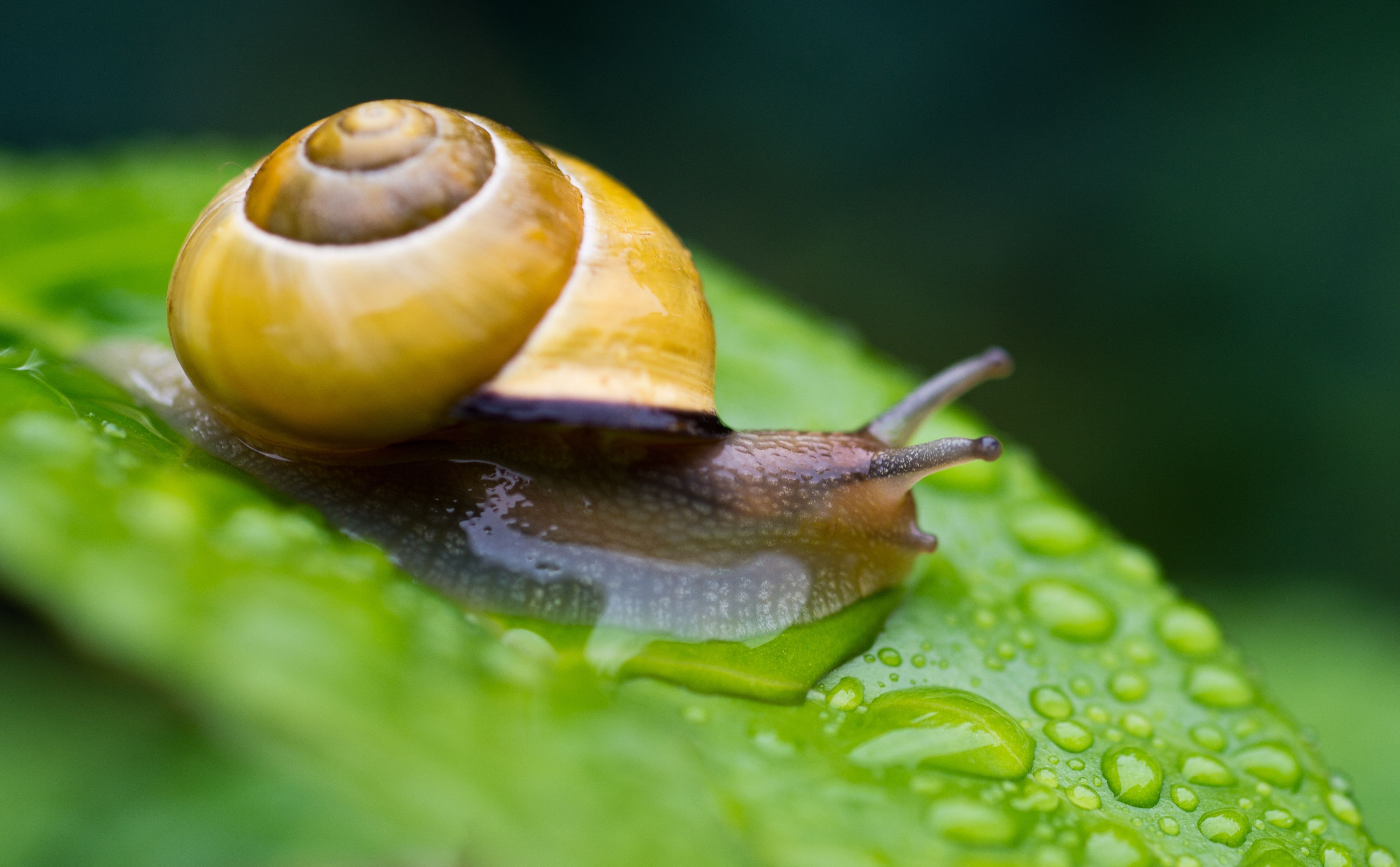 Heute.at - Am besten erforscht! Kennst du die Schnirkelschnecke?