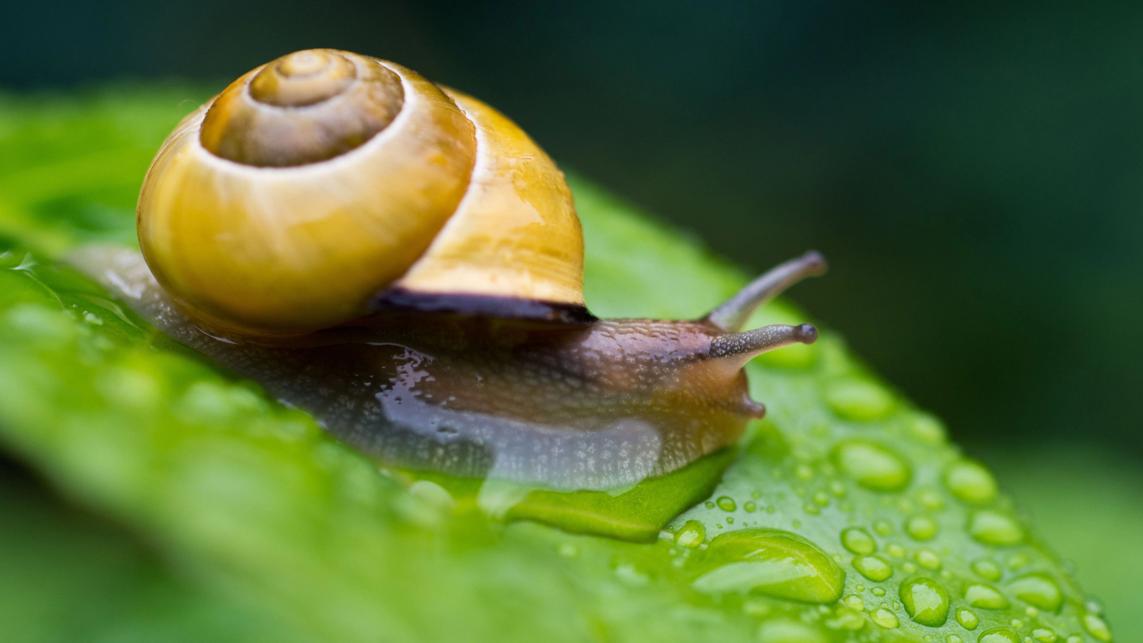 Heute.at - Am besten erforscht! Kennst du die Schnirkelschnecke?