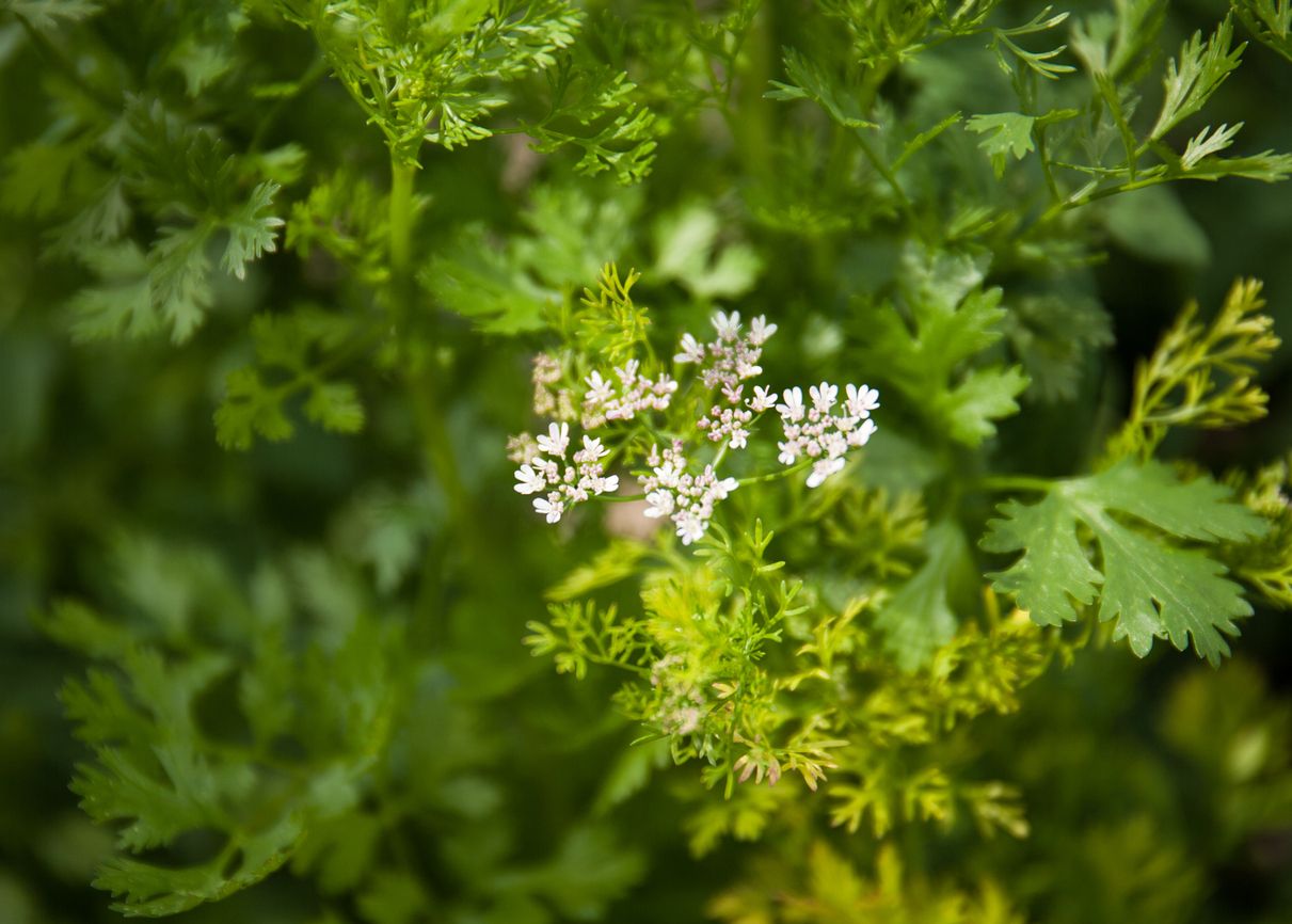 Petersilie darf nach der Blüte nicht mehr gegessen werden.
