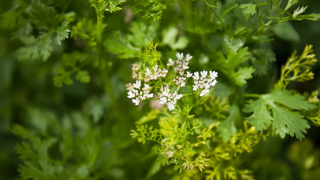 Blooming coriander in the garden, soft focus. Fragrant gourmet condiments. Fresh and healthy summer harvest.