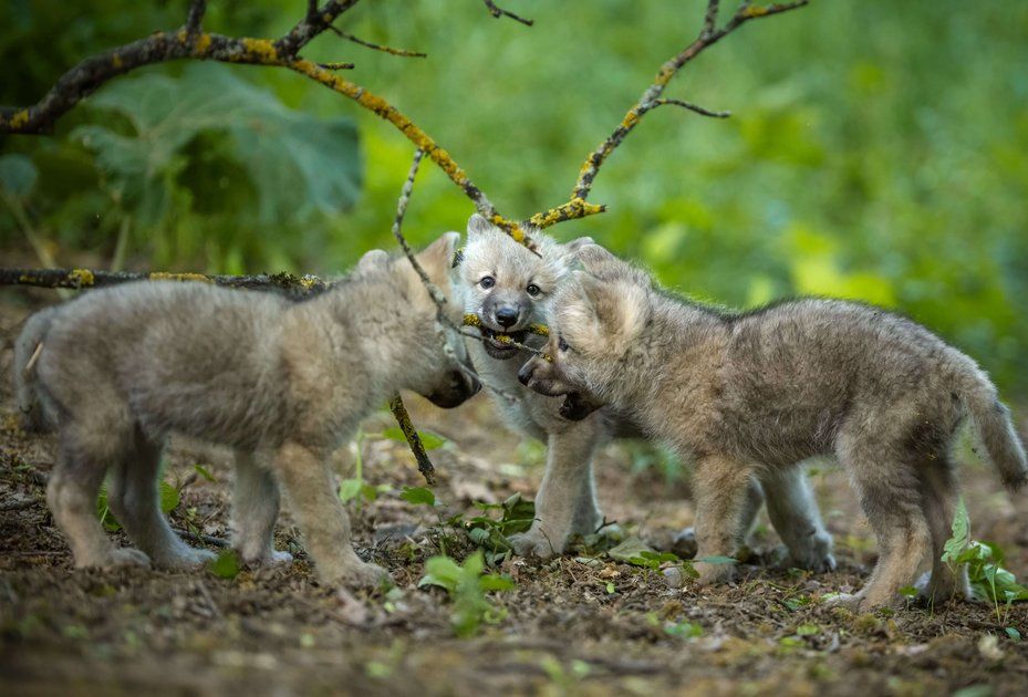 Heute.at - Ein Heuler! Gleich sieben Wolfswelpen auf einen Streich