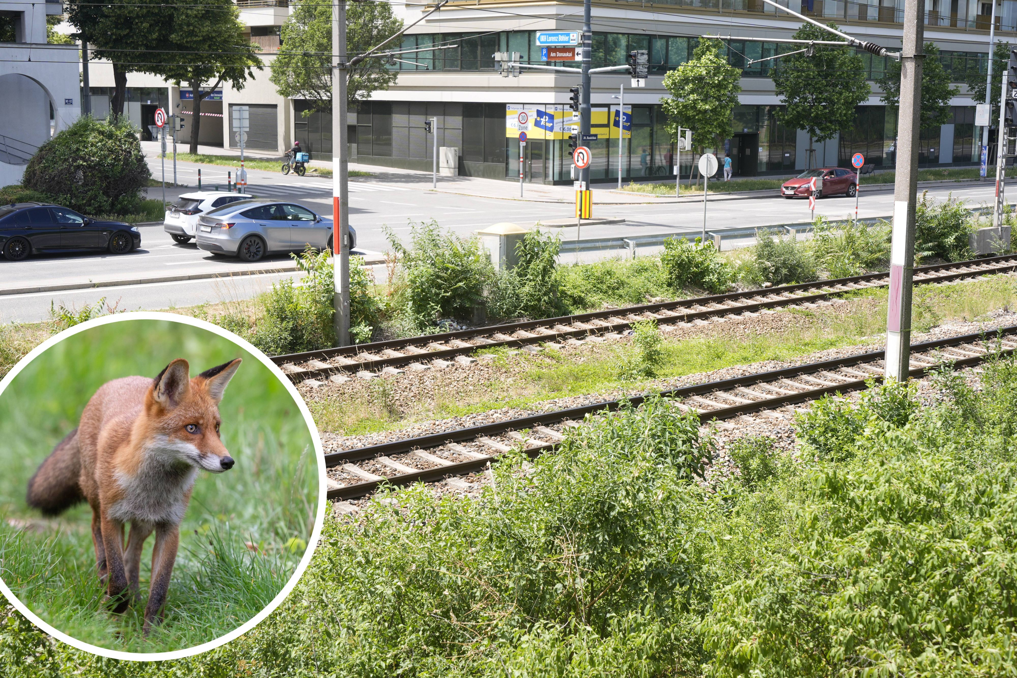 Füchse und Hasen werden am Handelskai laut Anrainerberichten regelmäßig von Zügen erwischt