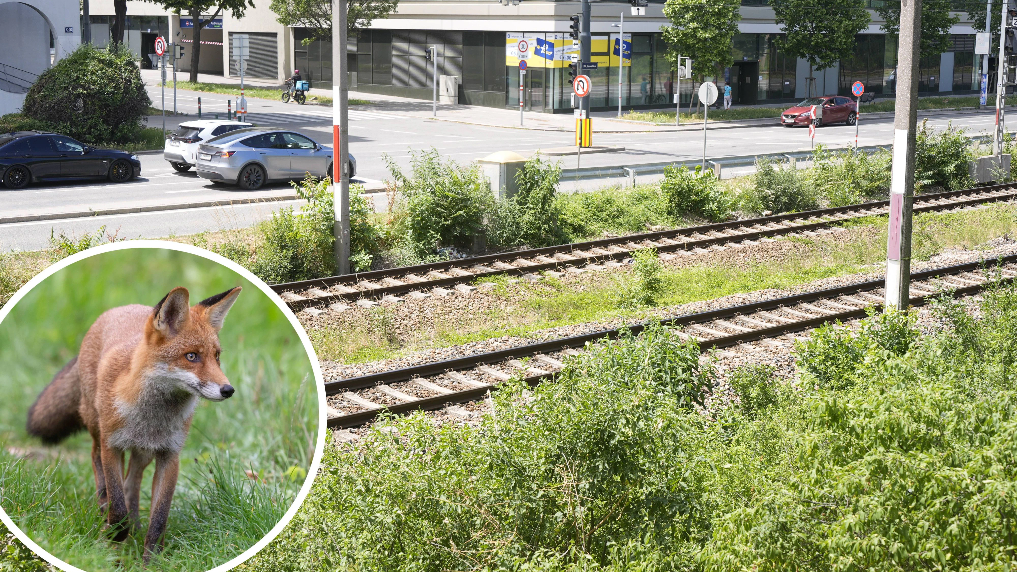 Heute.at - Anrainer alarmiert: Tiere ständig von Zügen erfasst