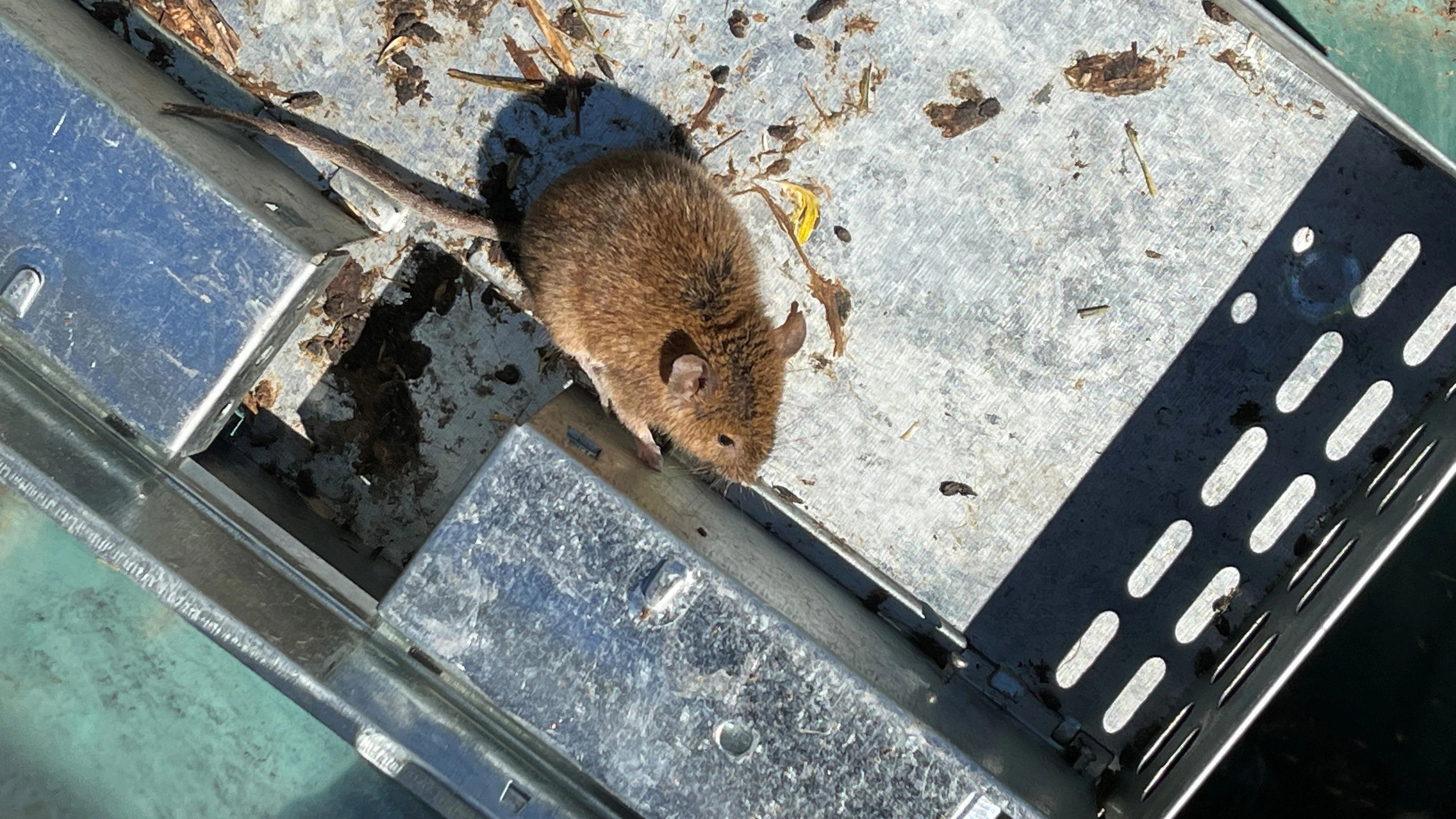A mouse is caught in a trap on the property of grain farmer Norman Moeris as parts of New South Wales experience a "mouse plague," in Gilgandra, Australia, May 30, 2021. Picture taken May 30, 2021.  REUTERS/Jill Gralow