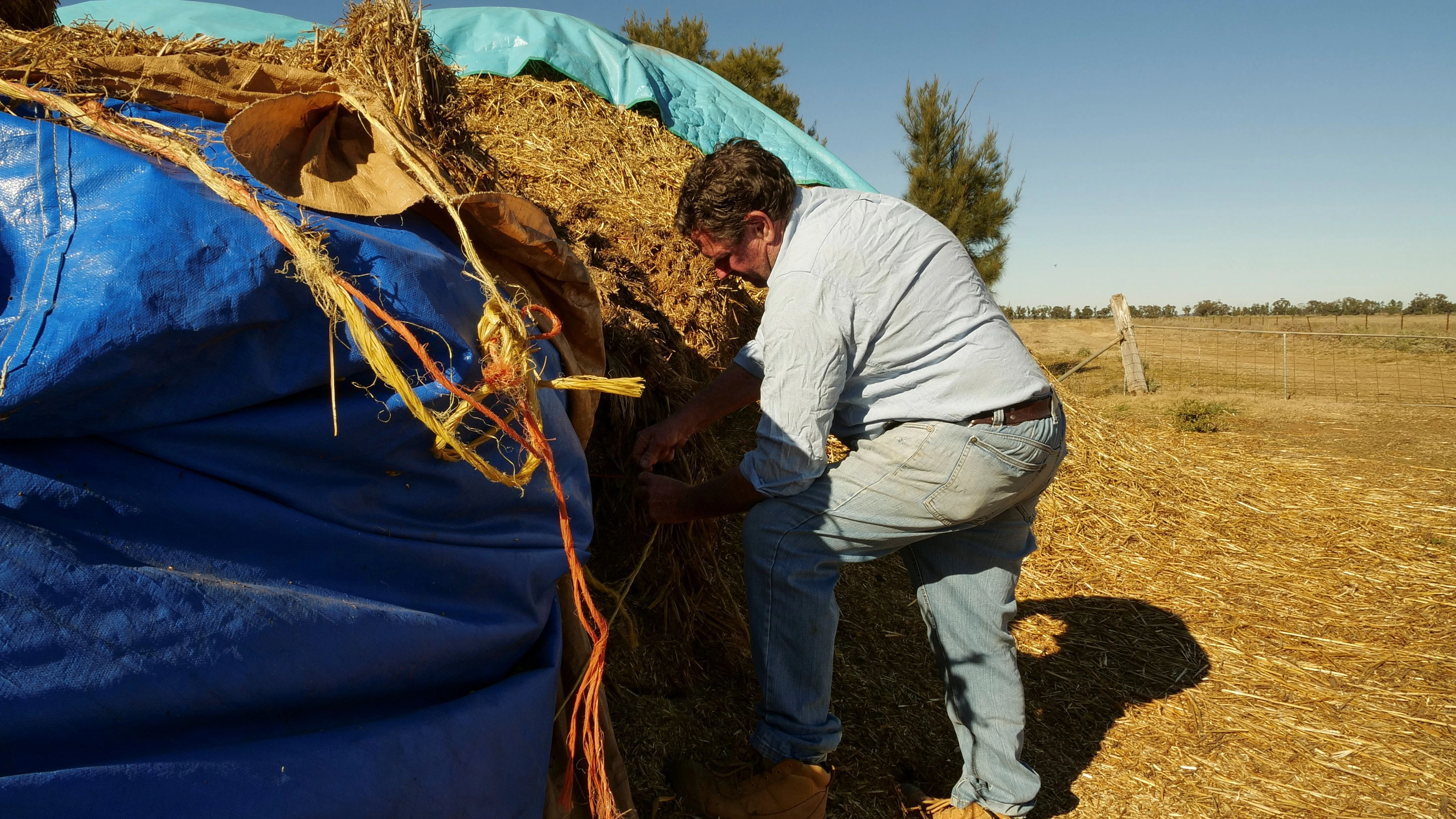 Farmer Doug O'Connor unties rope holding tarpaulin in place over hay destroyed by mice on his property as he and other regional New South Wales residents suffer the effects of a "mouse plague" in Gilgandra, Australia, May 31, 2021. Picture taken May 31, 2021.  REUTERS/Jill Gralow
