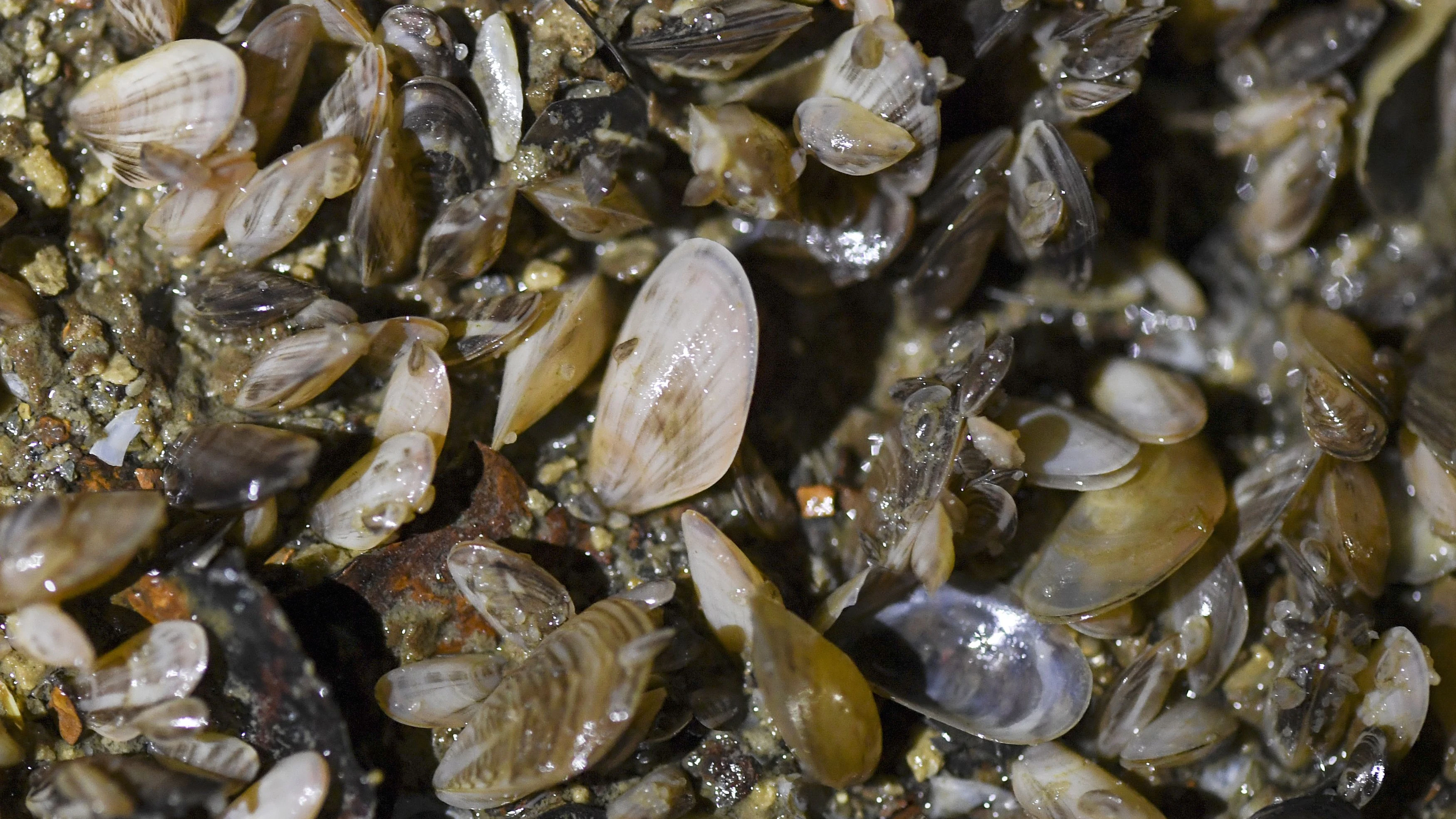 28 November 2019, Baden-Wuerttemberg, Sipplingen: Quagga mussels grow on the ground in a technical facility of the Lake Constance water supply. The mussel has been spreading massively in Lake Constance for several years. The Lake Constance water supply must additionally hire personnel to remove the mussels. Photo: Patrick Seeger/dpa