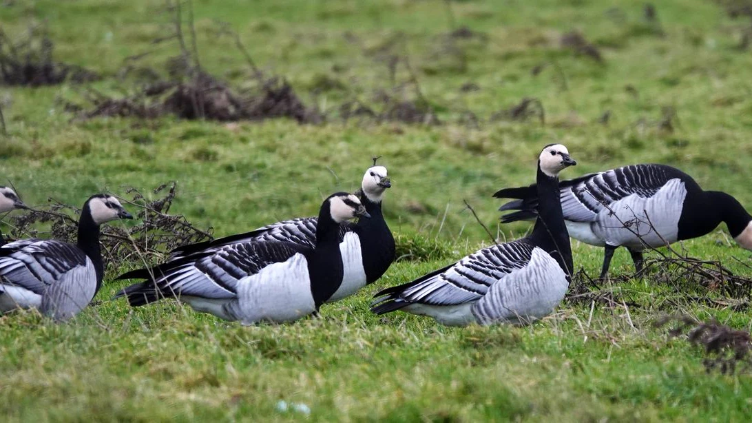 Barnacle geese (*Branta leucopsis*) are seen grazing on a grassy area. They have distinctive black and white plumage, with black necks and white faces contrasting against their gray bodies. The geese are foraging in East Frisia, Germany, where they are commonly found. The landscape is characterized by a lush green field with scattered patches of dry vegetation.