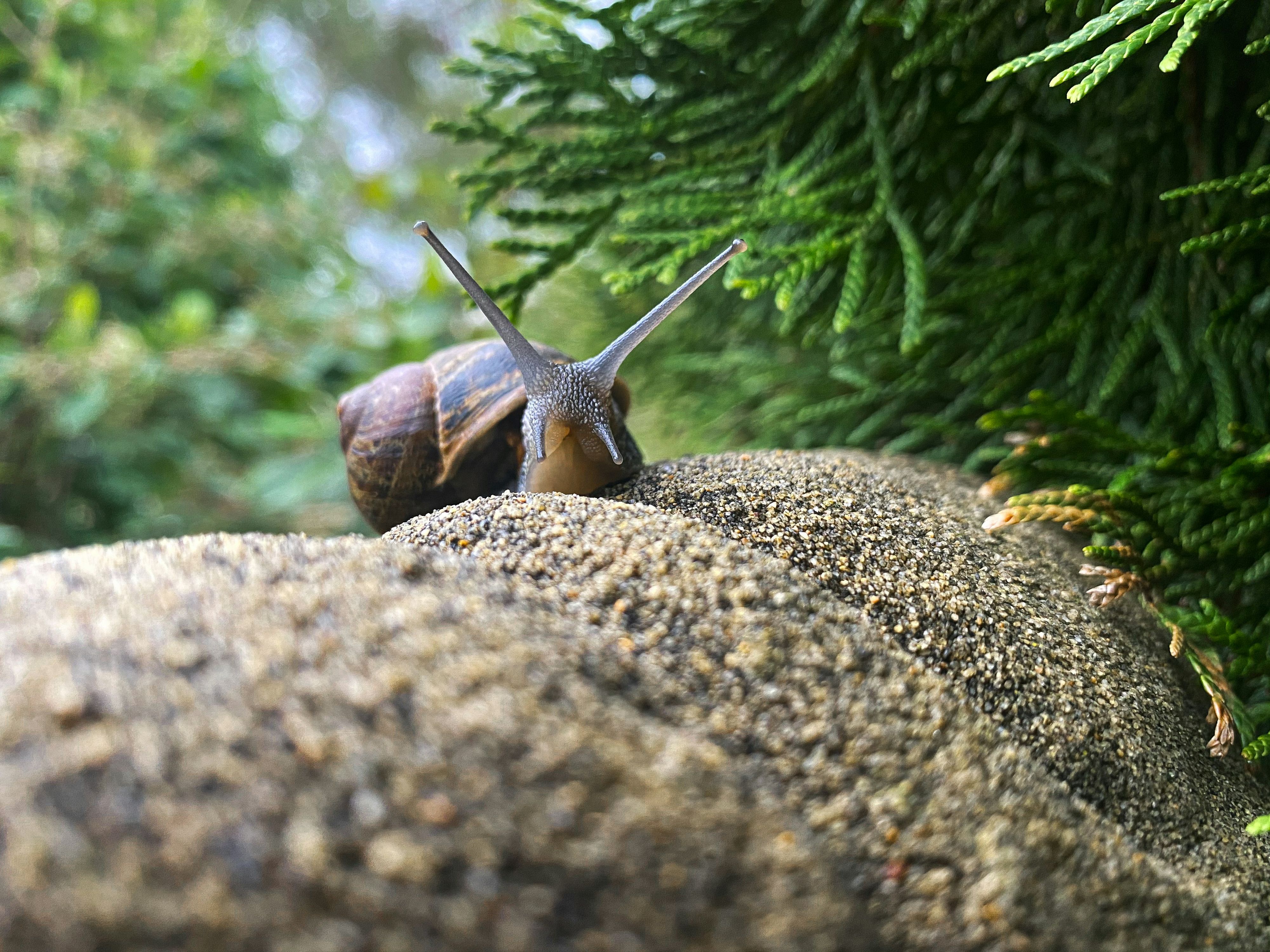 Schnecken zählen zu den größten Ärgernissen vieler Gartenbesitzer – besonders in regnerischen Sommerwochen.