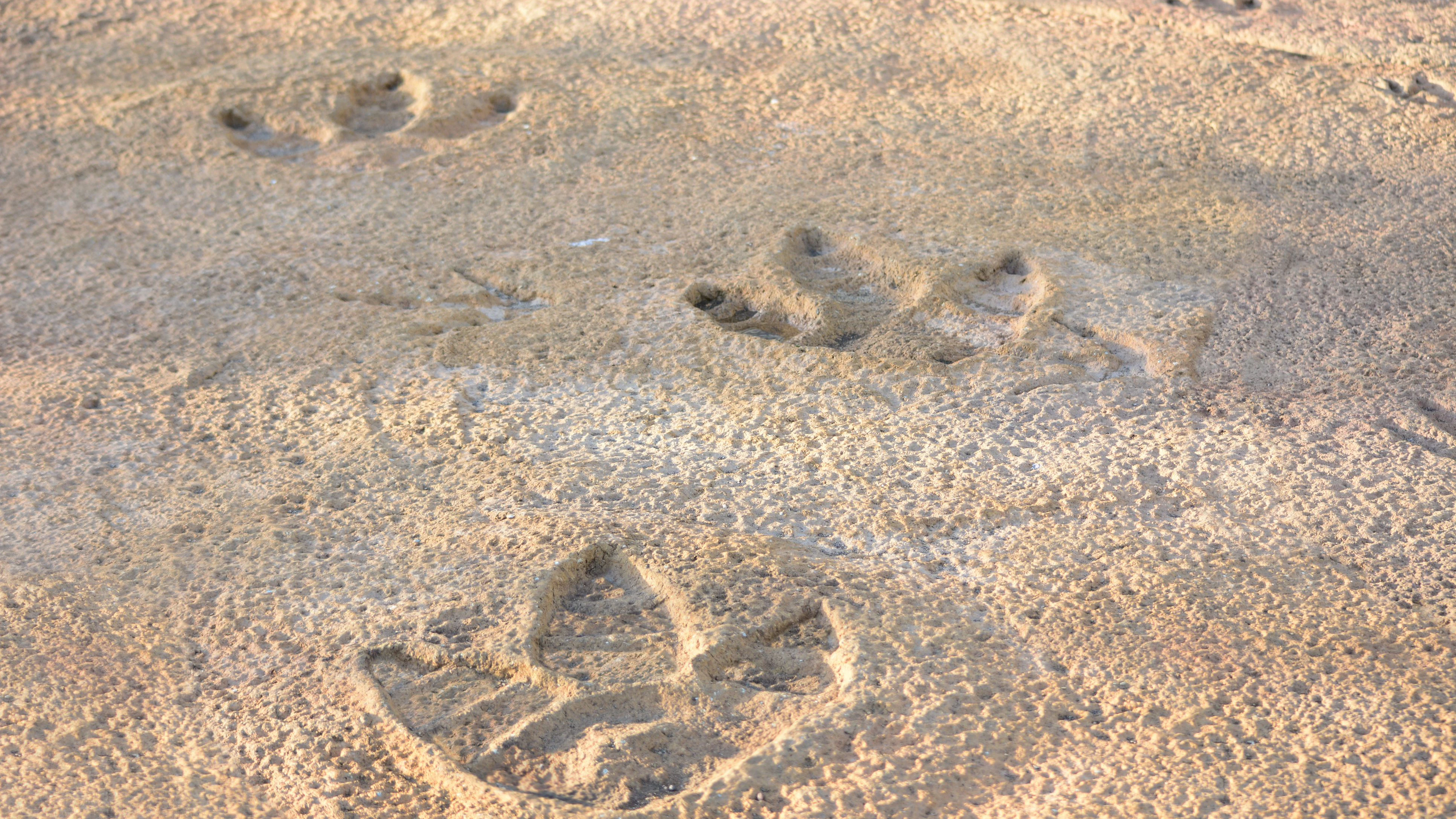 Dinosaur footprints found in the rocks.