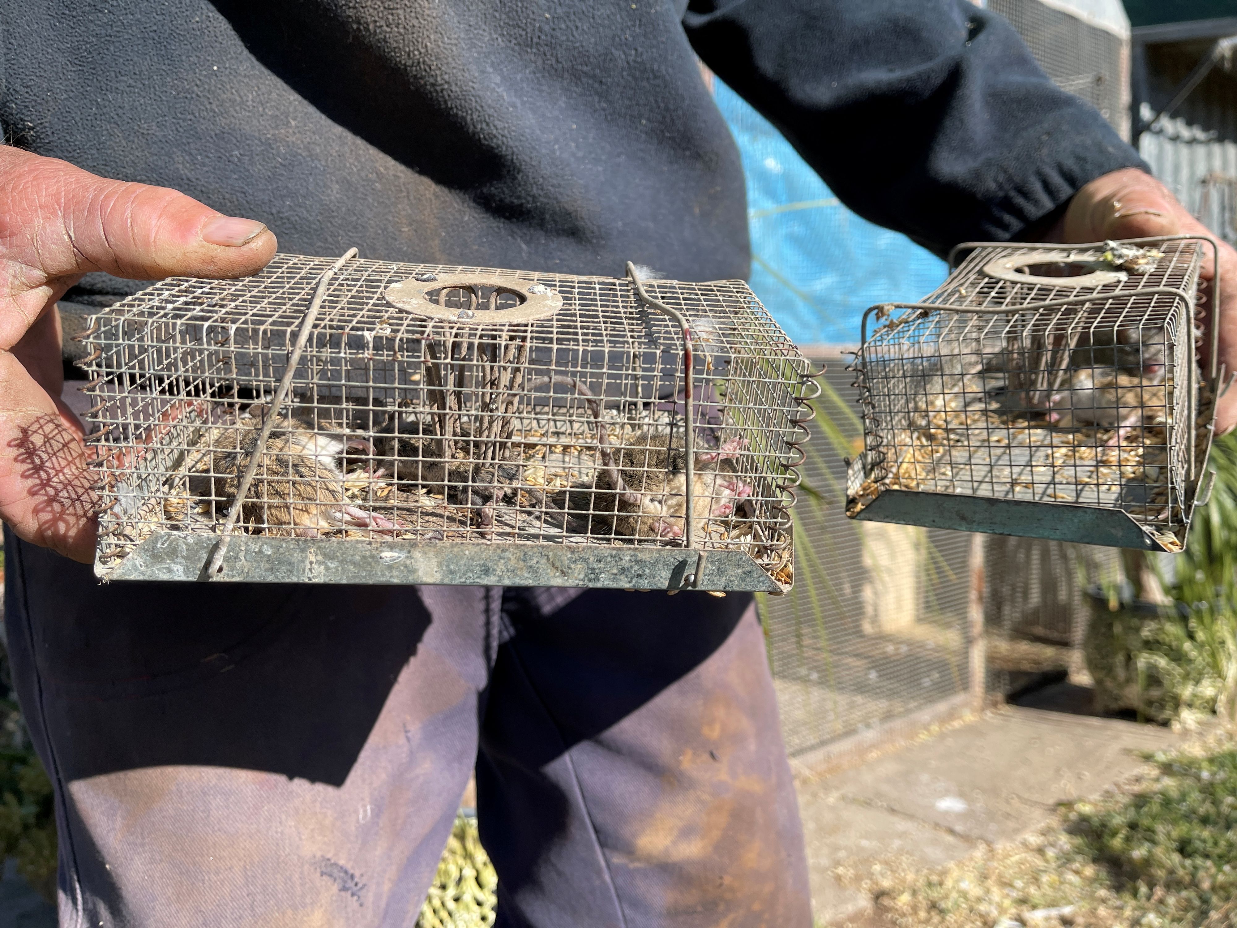 Tausende Mäuse verwüsten Felder und Häuser in Australien